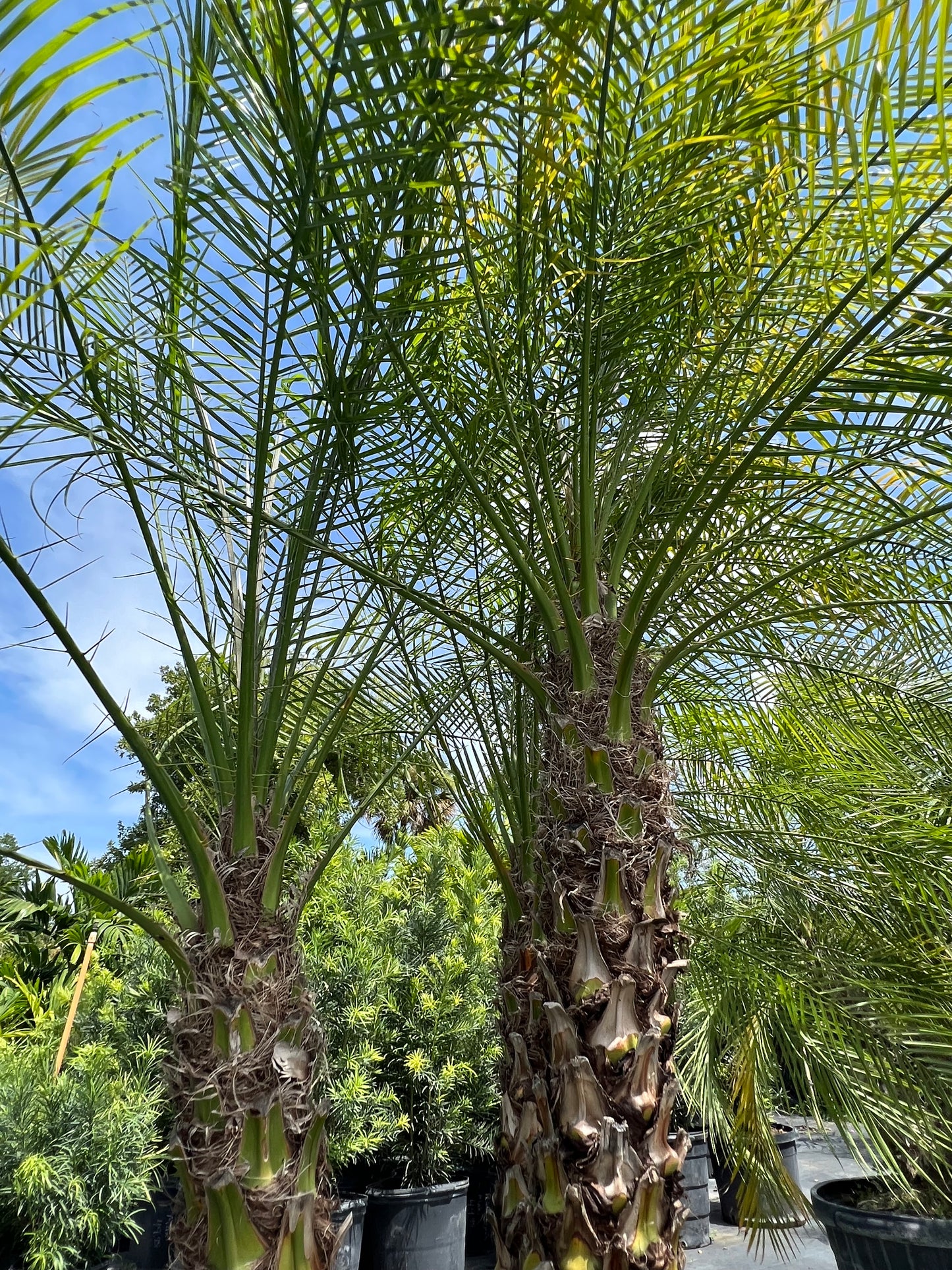 Roebelenii (Pygmy Date) Palms