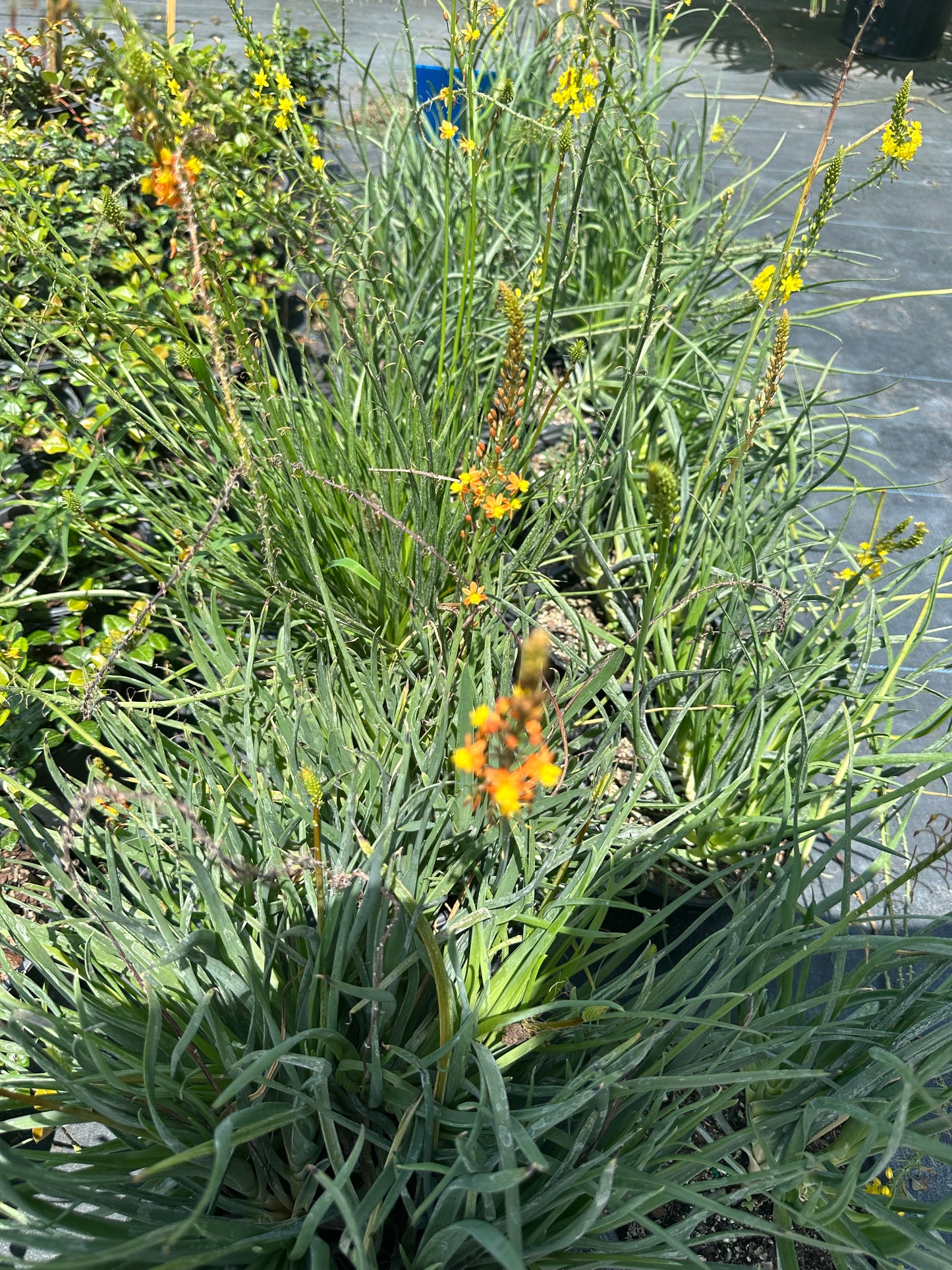 Bulbine