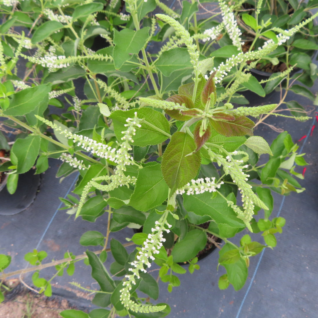 Sweet Almond (Aloysia Virgata)