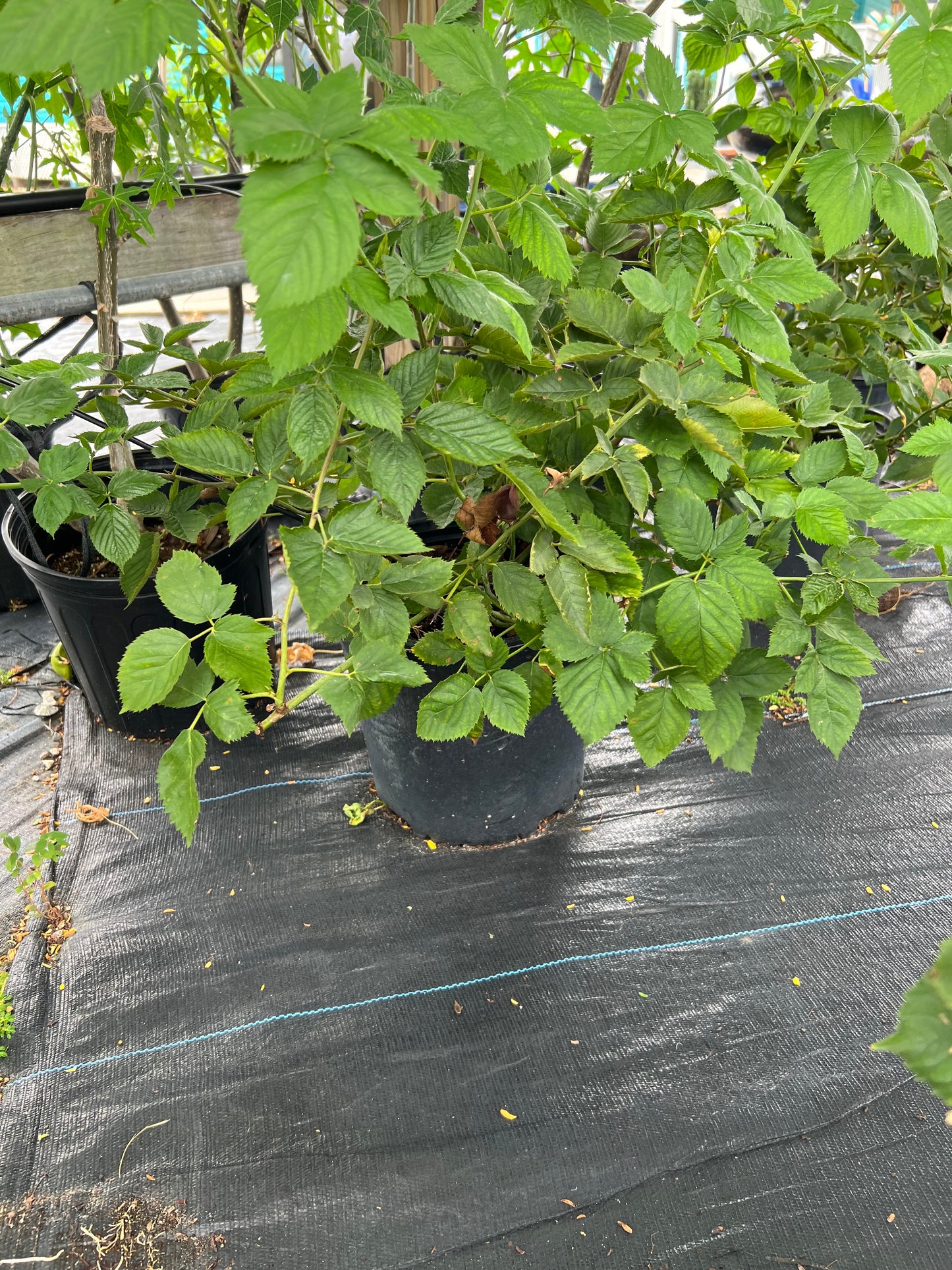 Blackberry Edible