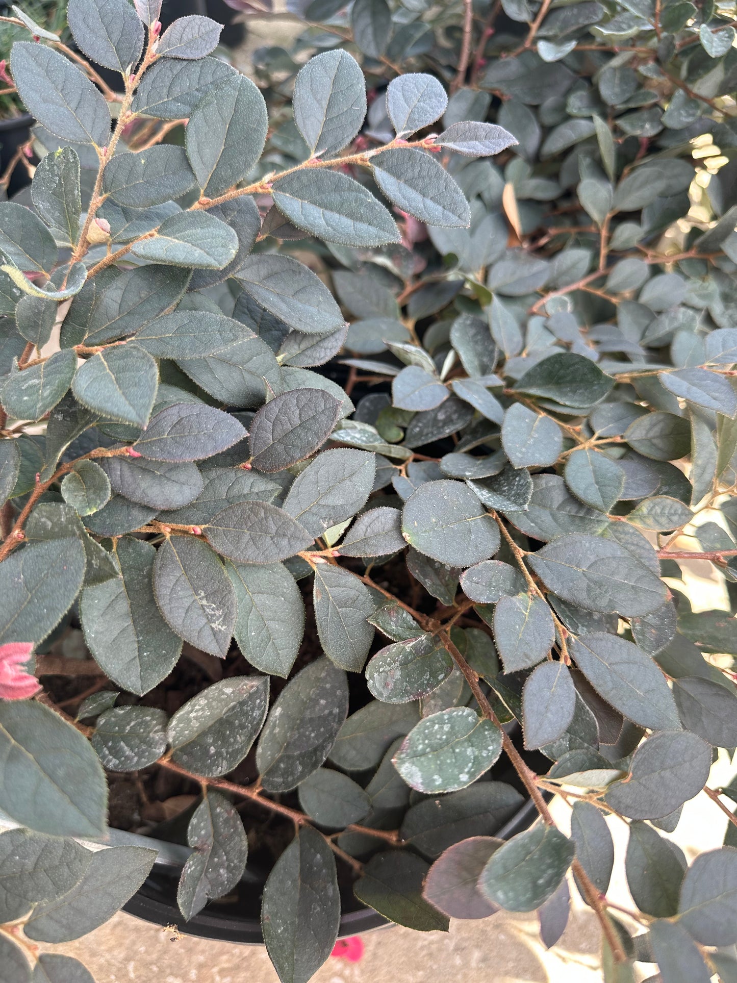 Loropetalum-3G-3 gal