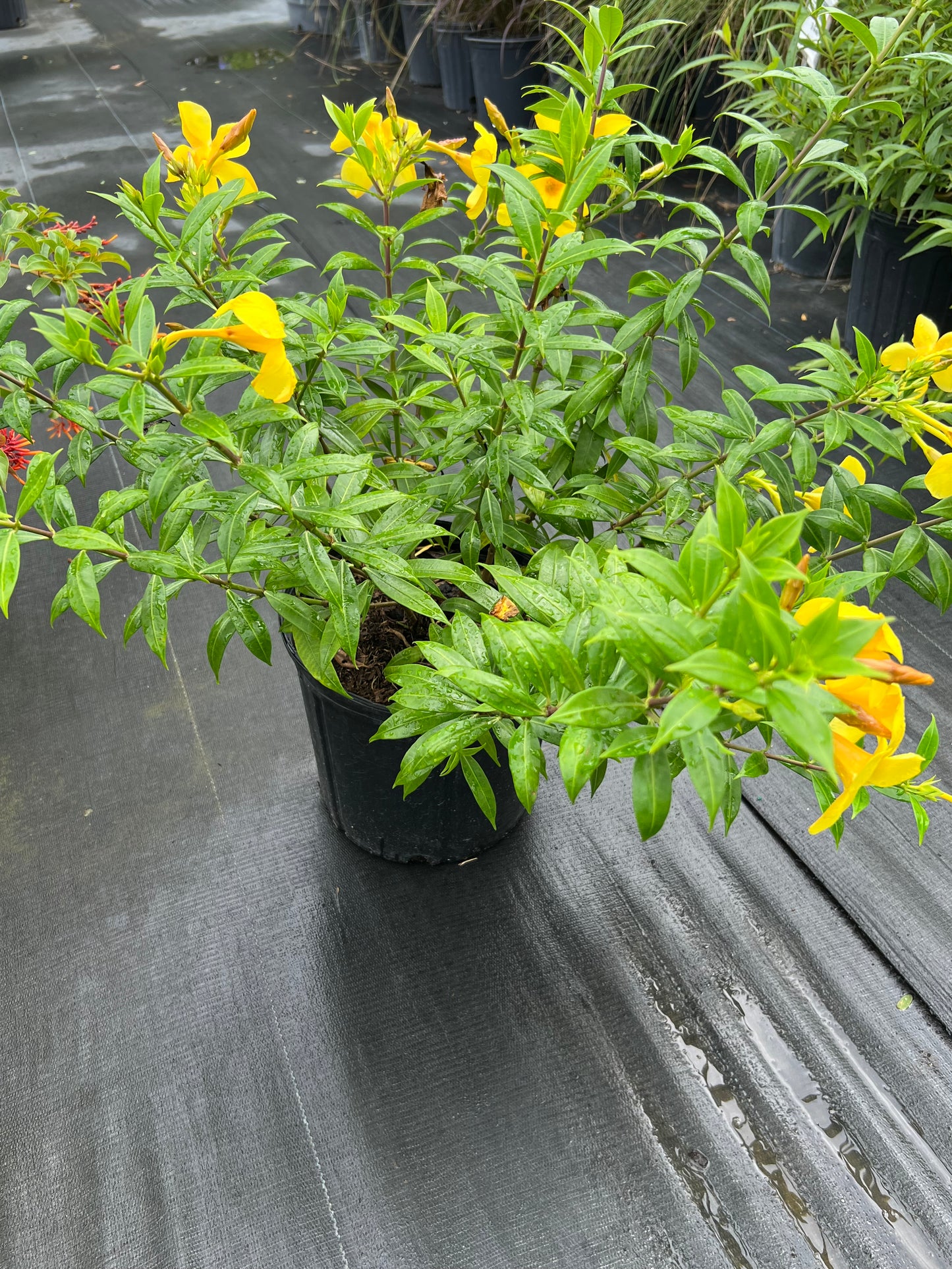 Allamanda Golden Butterfly