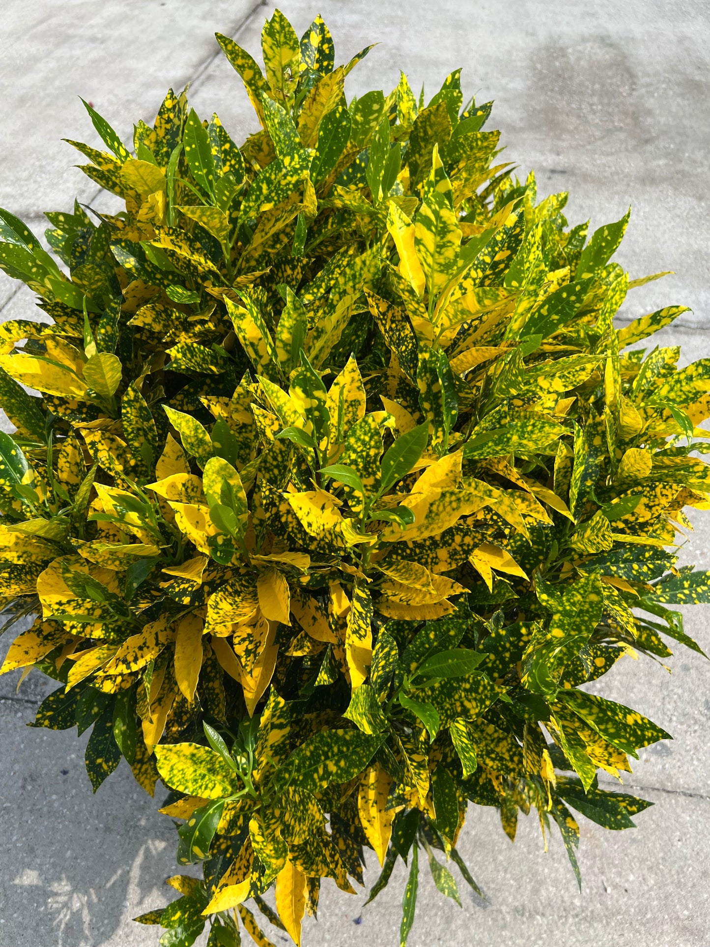 Croton Gold Dust