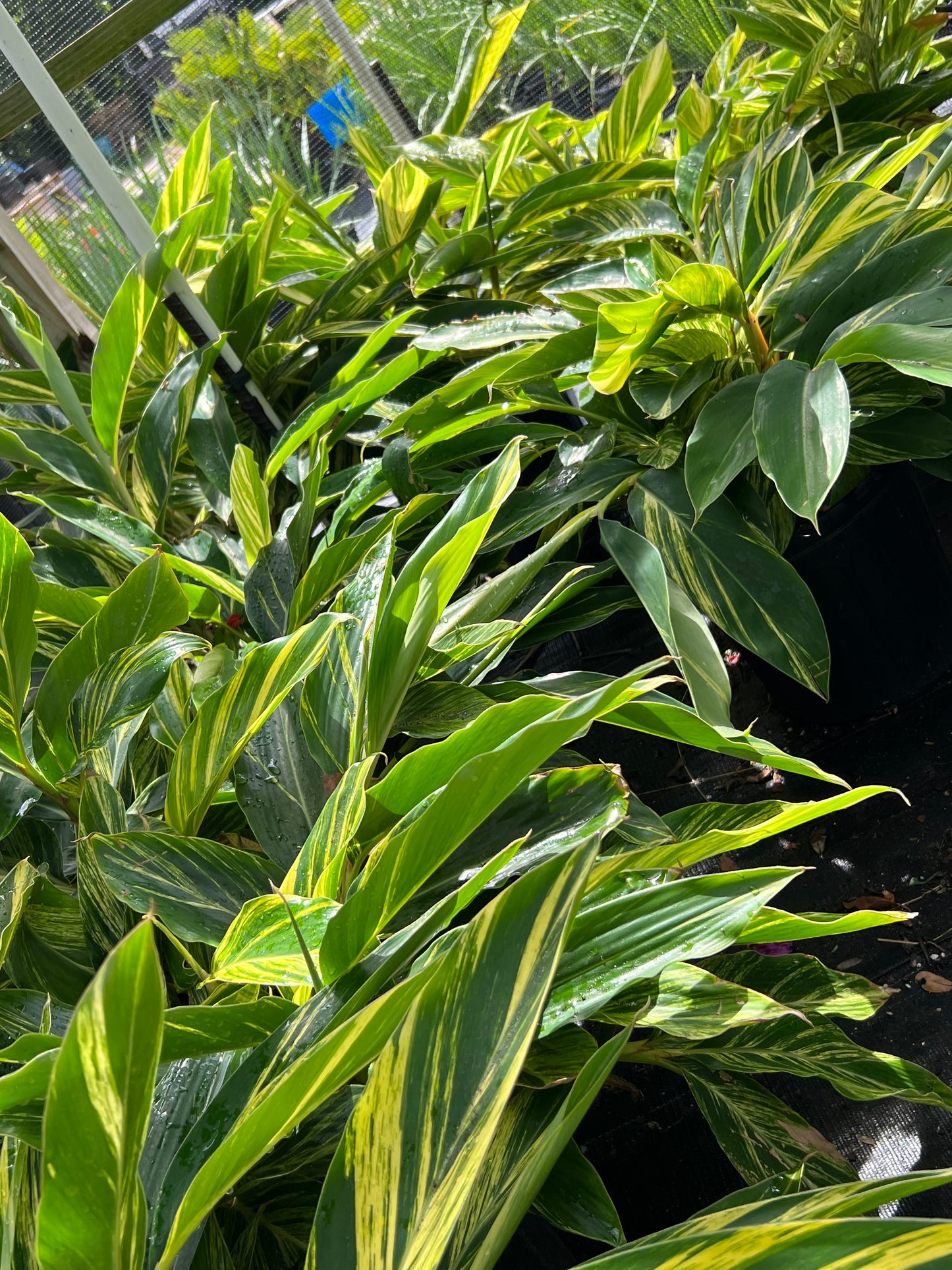 Ginger Shrubs