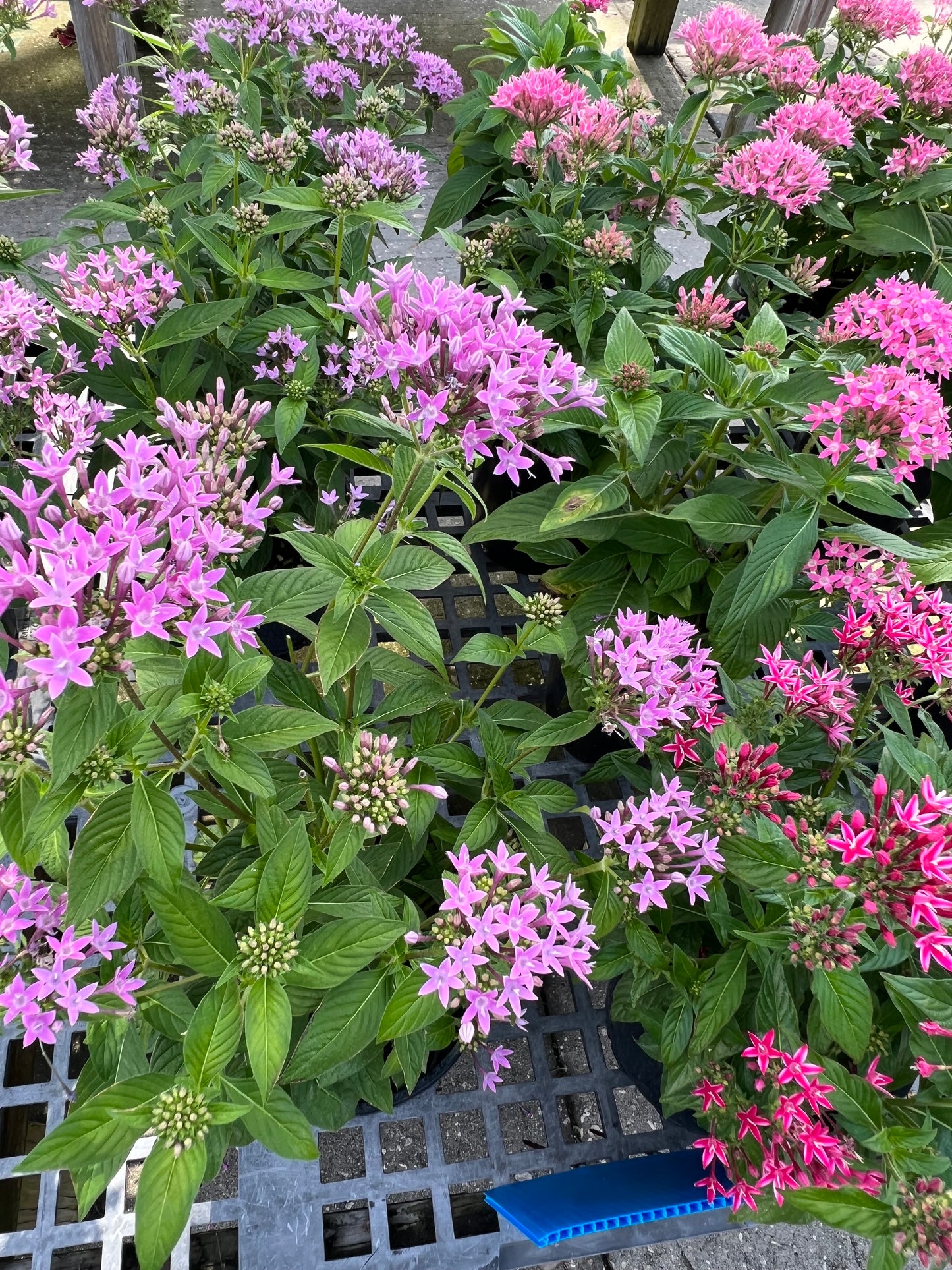 Pentas (Pentas Lanceolata) 1G