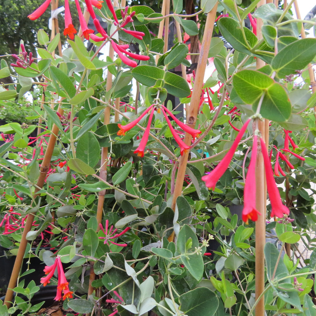 Coral Honeysuckle Vine