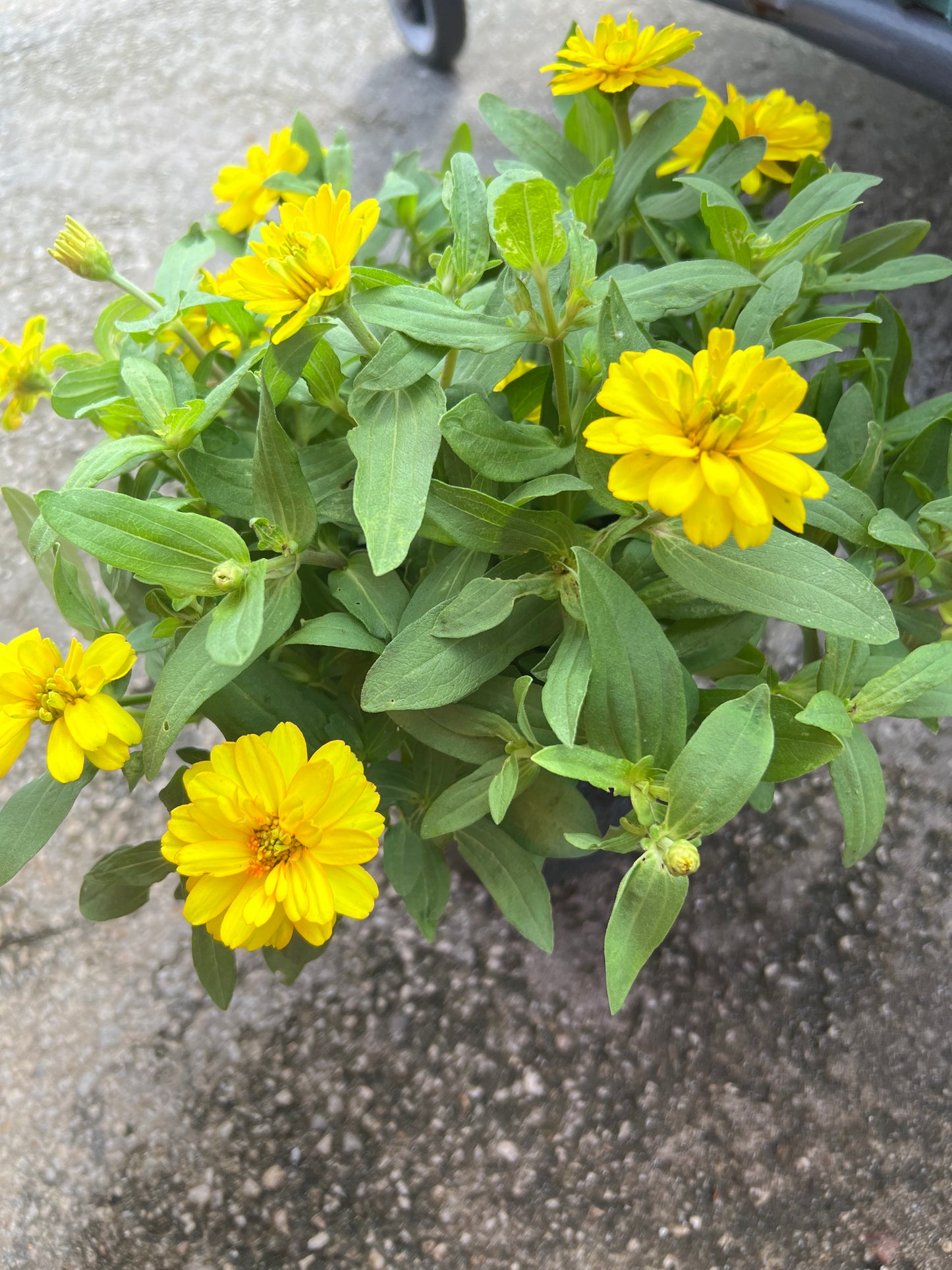 Zinnia 1G