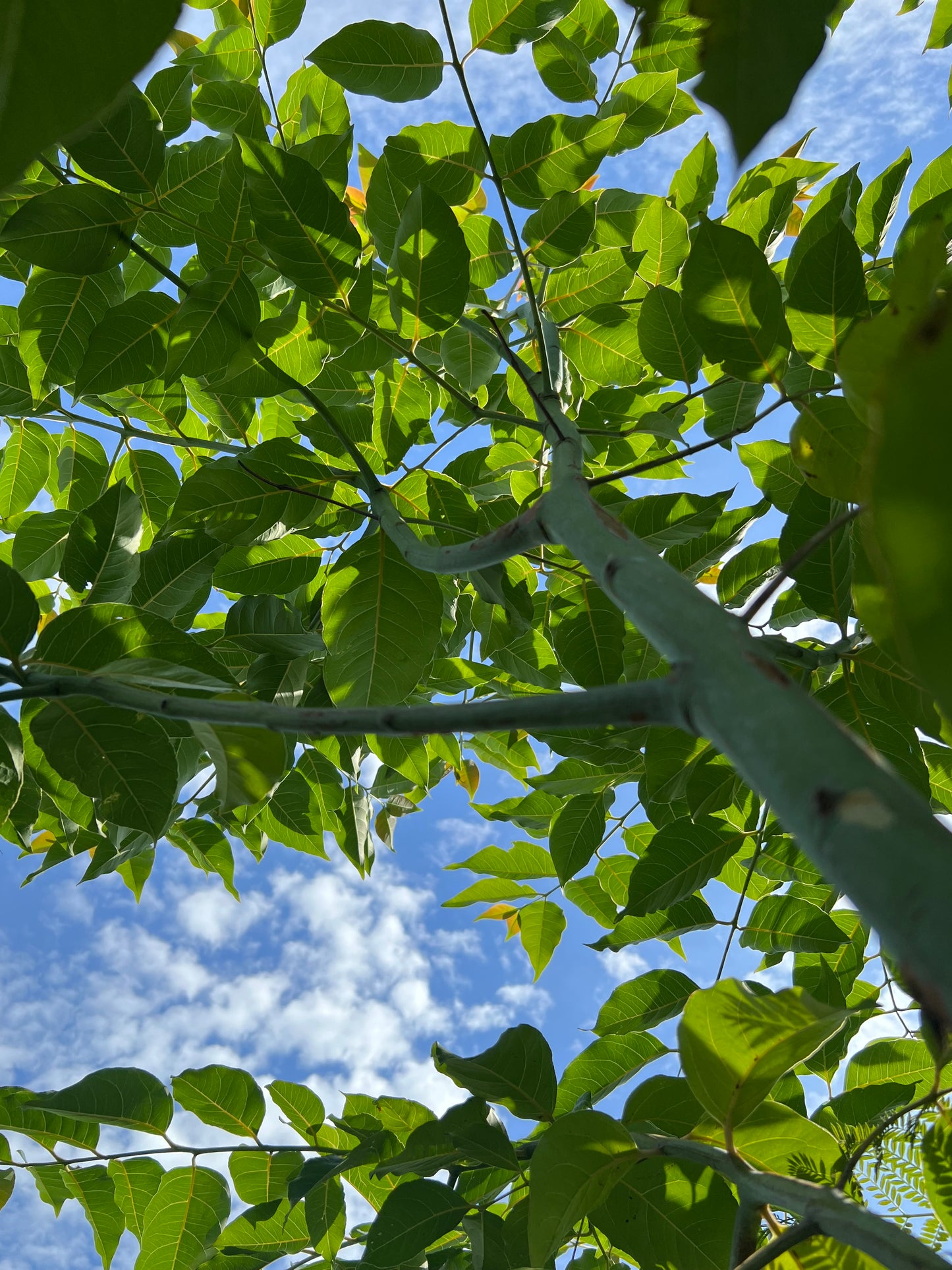 Eucalyptus Rainbow Tree