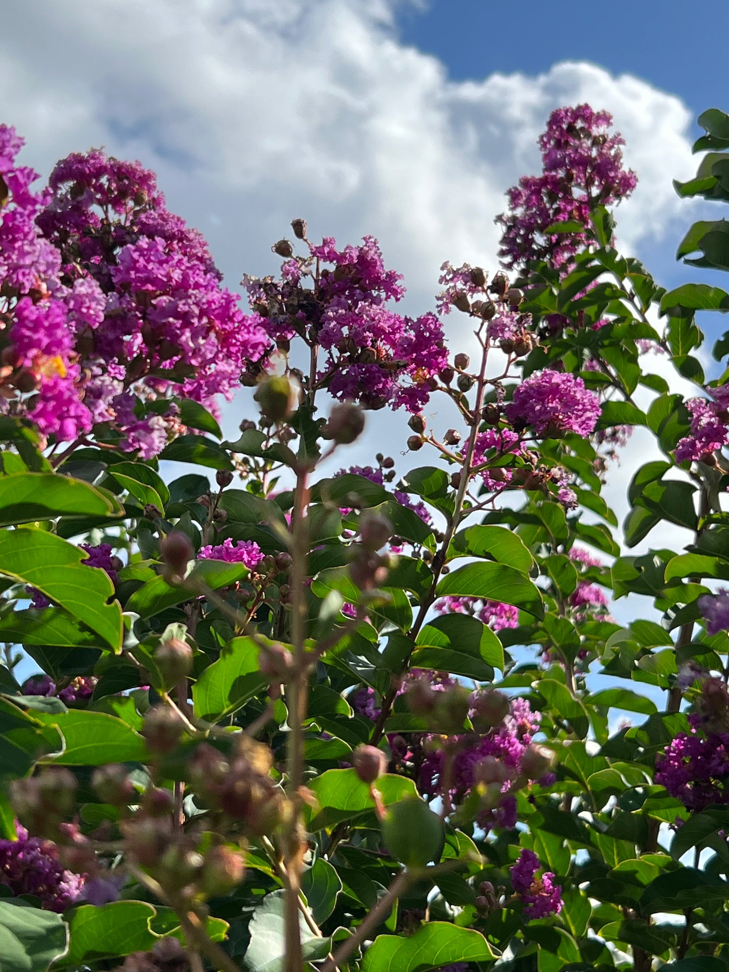 Crape Myrtle 15G