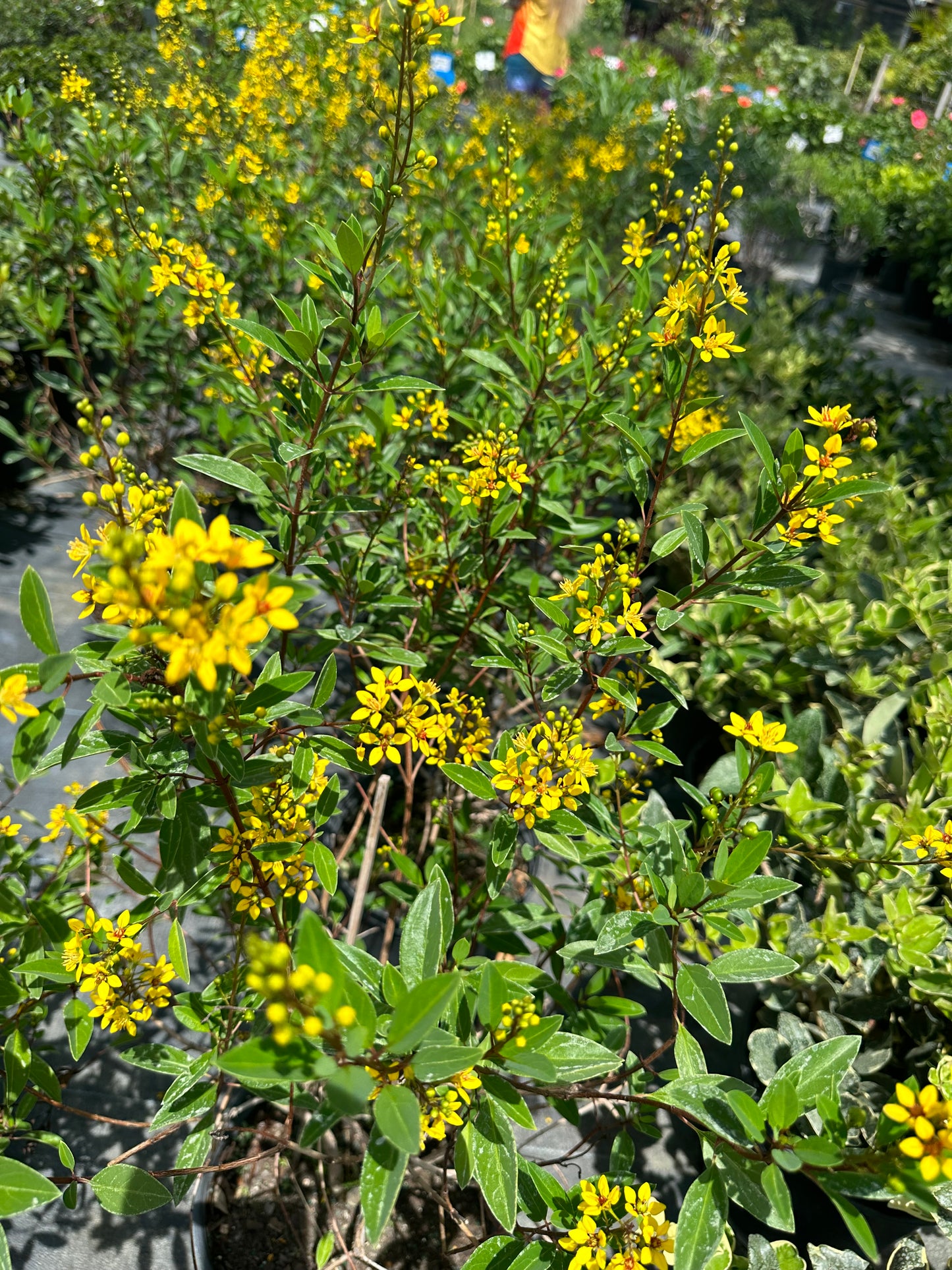 Thryallis (Galphimia glauca)