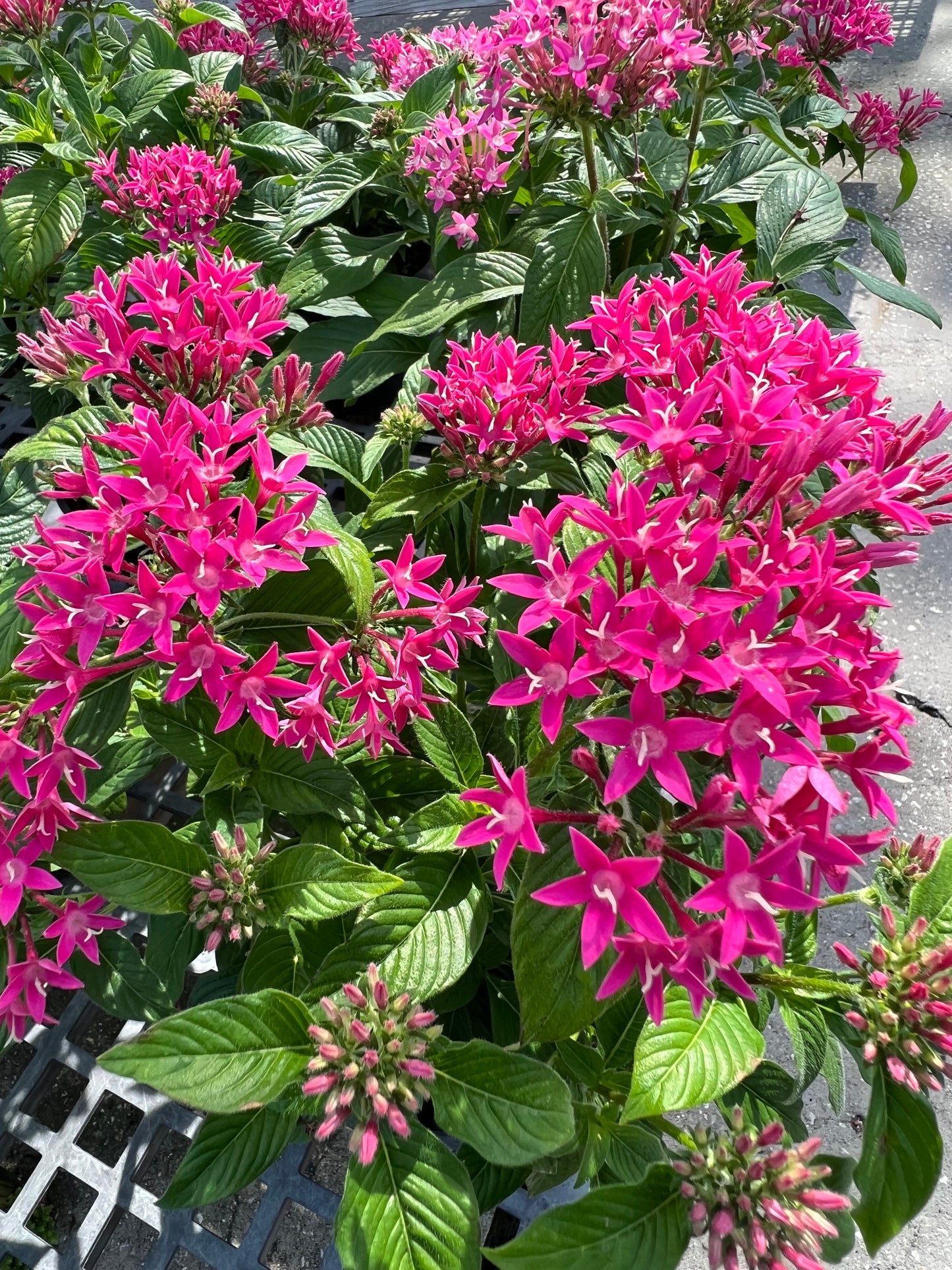 Pentas (Pentas Lanceolata) 1G
