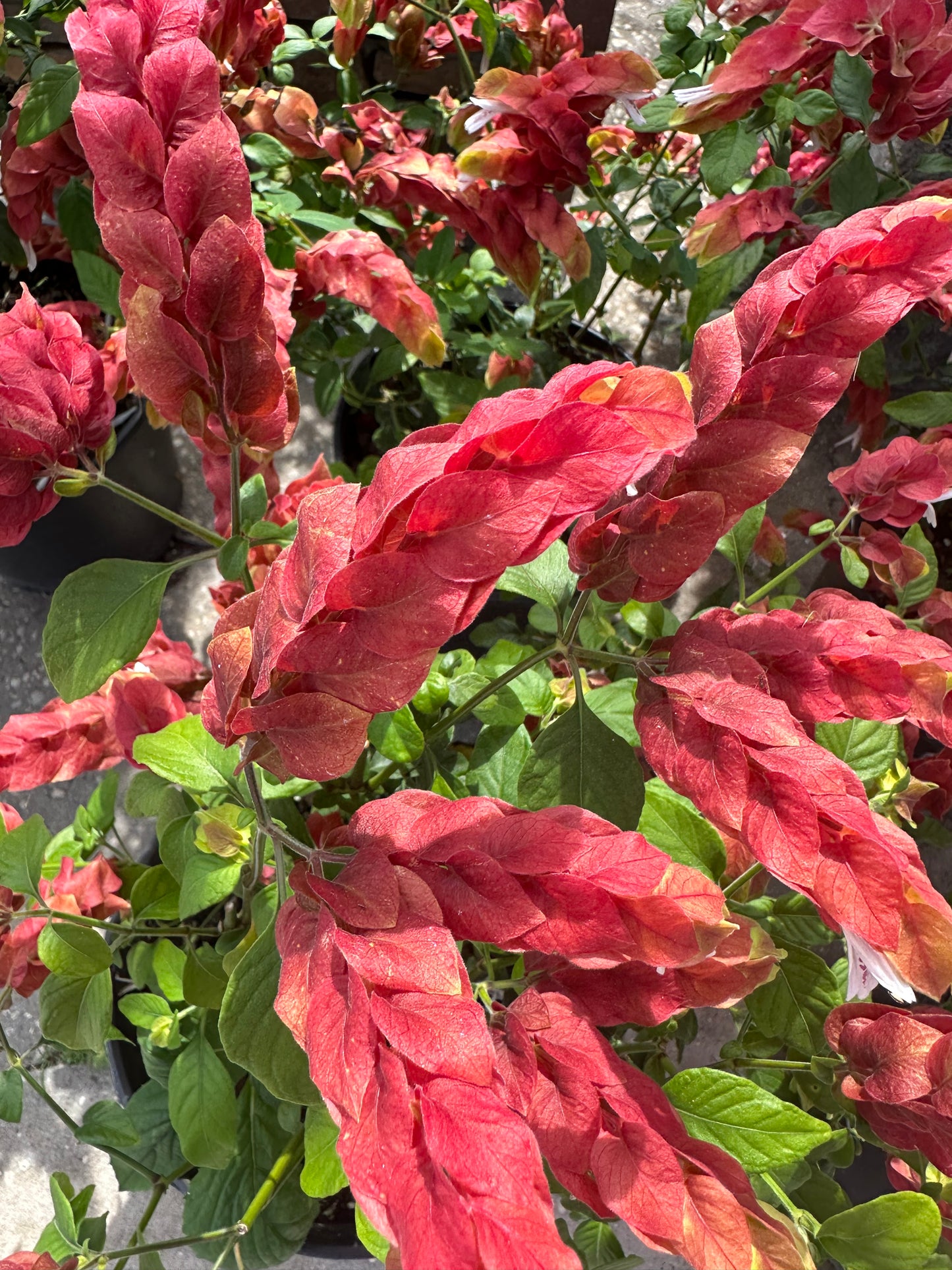 Shrimp Plant (Justicia Brandegeana) 3G