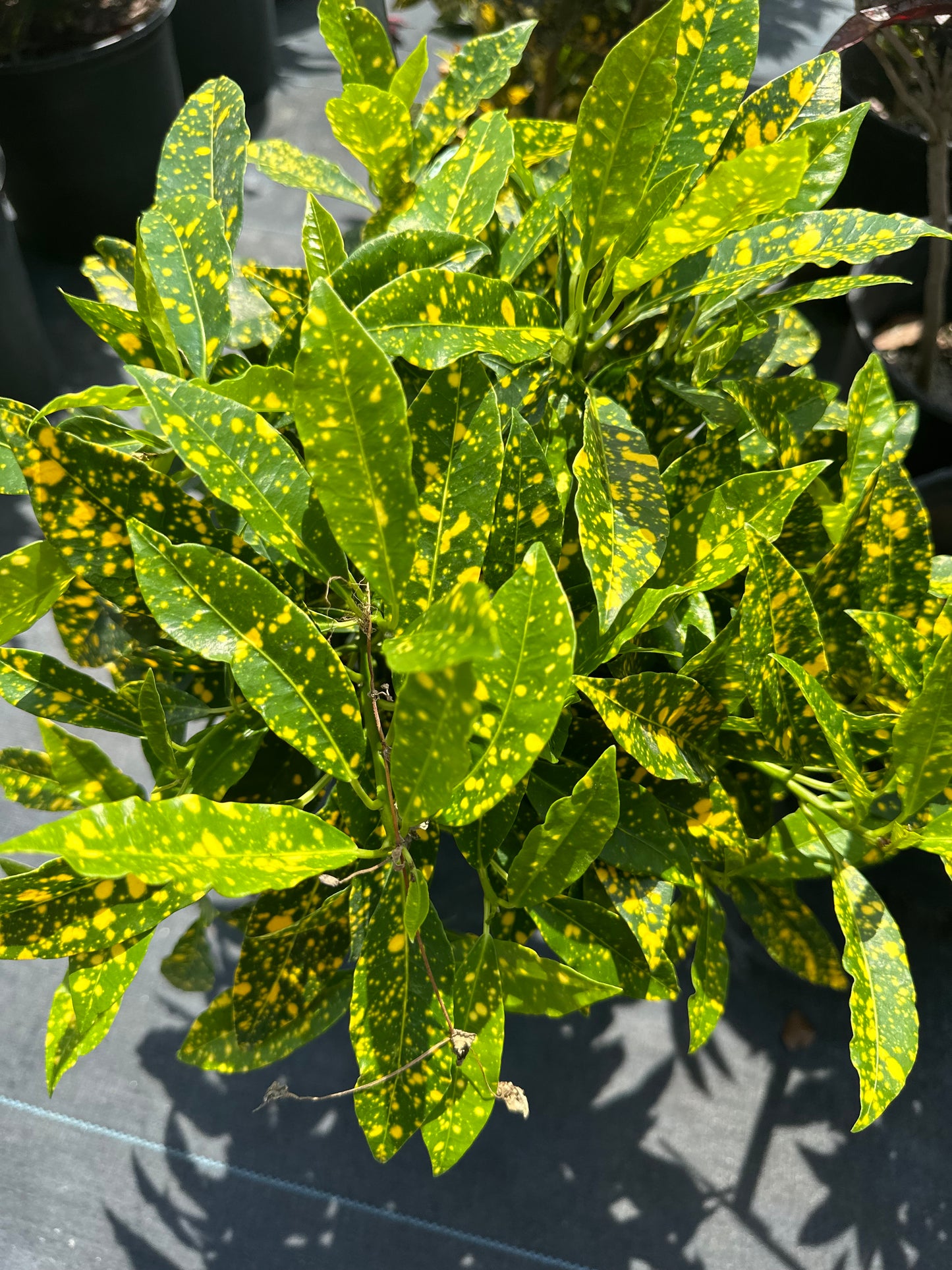 Croton Gold Dust