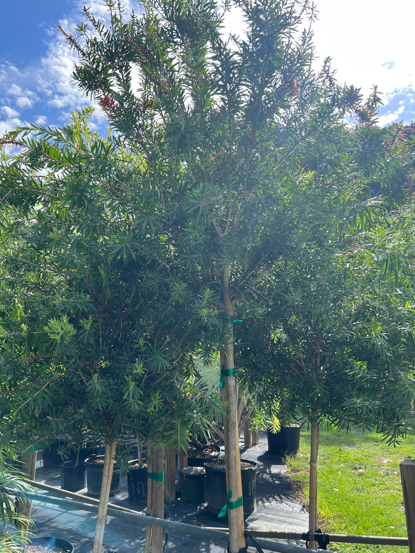 Bottlebrush Standard