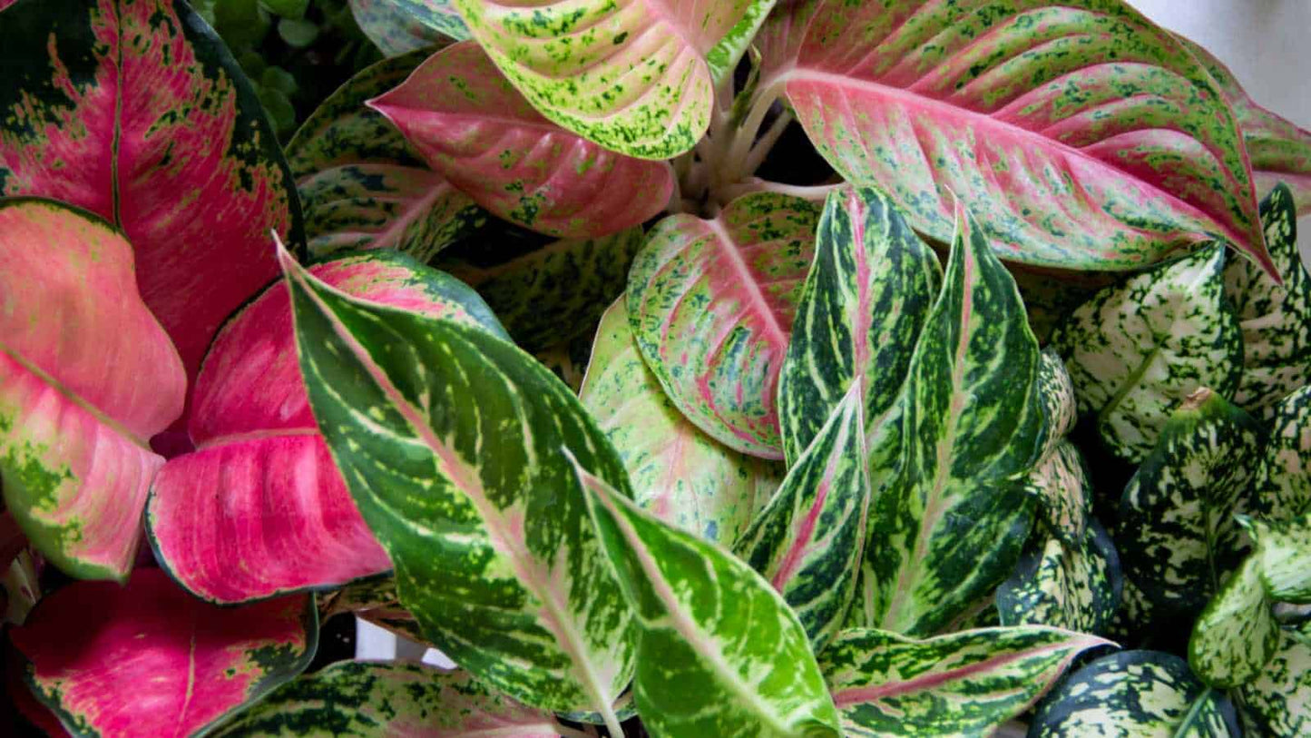 Aglaonema Shrub