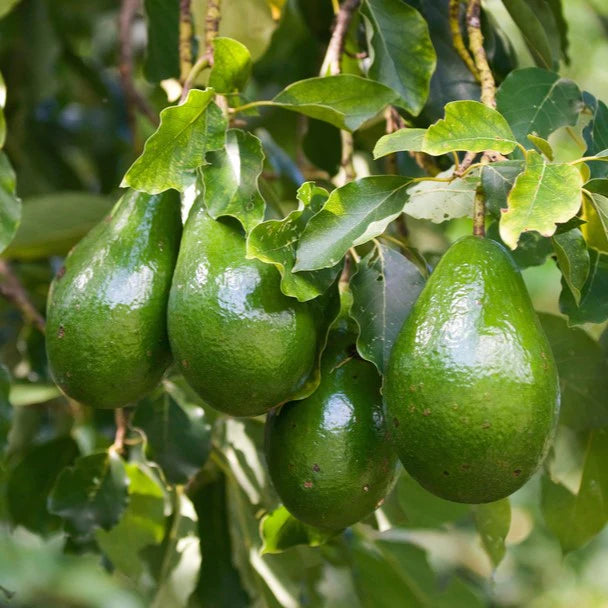 Avocado Brogdon