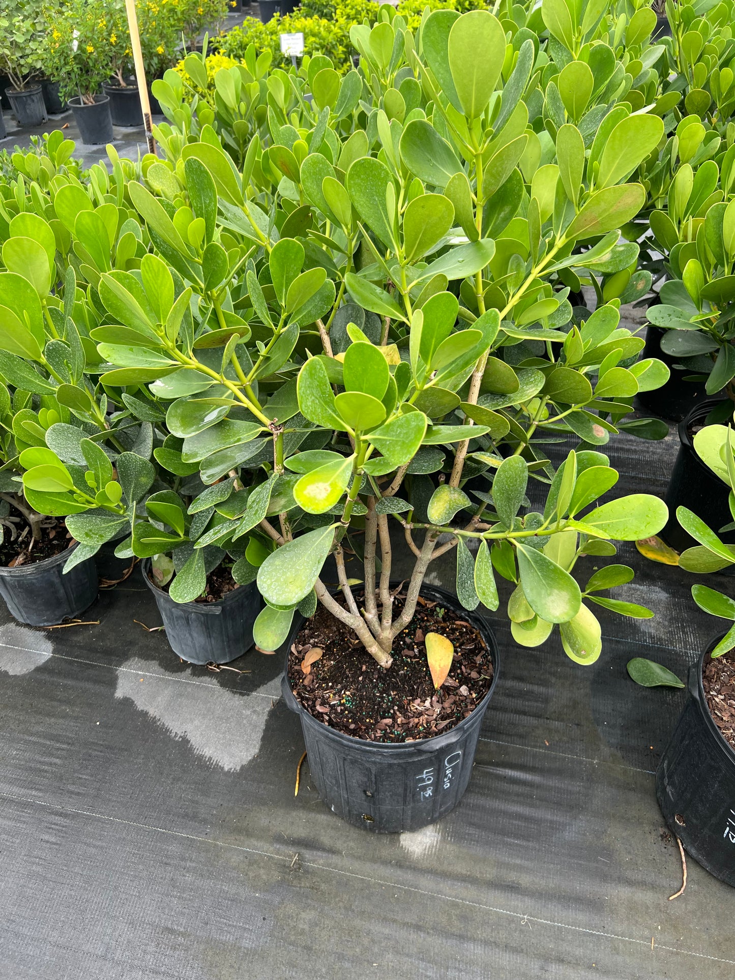 Clusia Regular Guittifera Shrub
