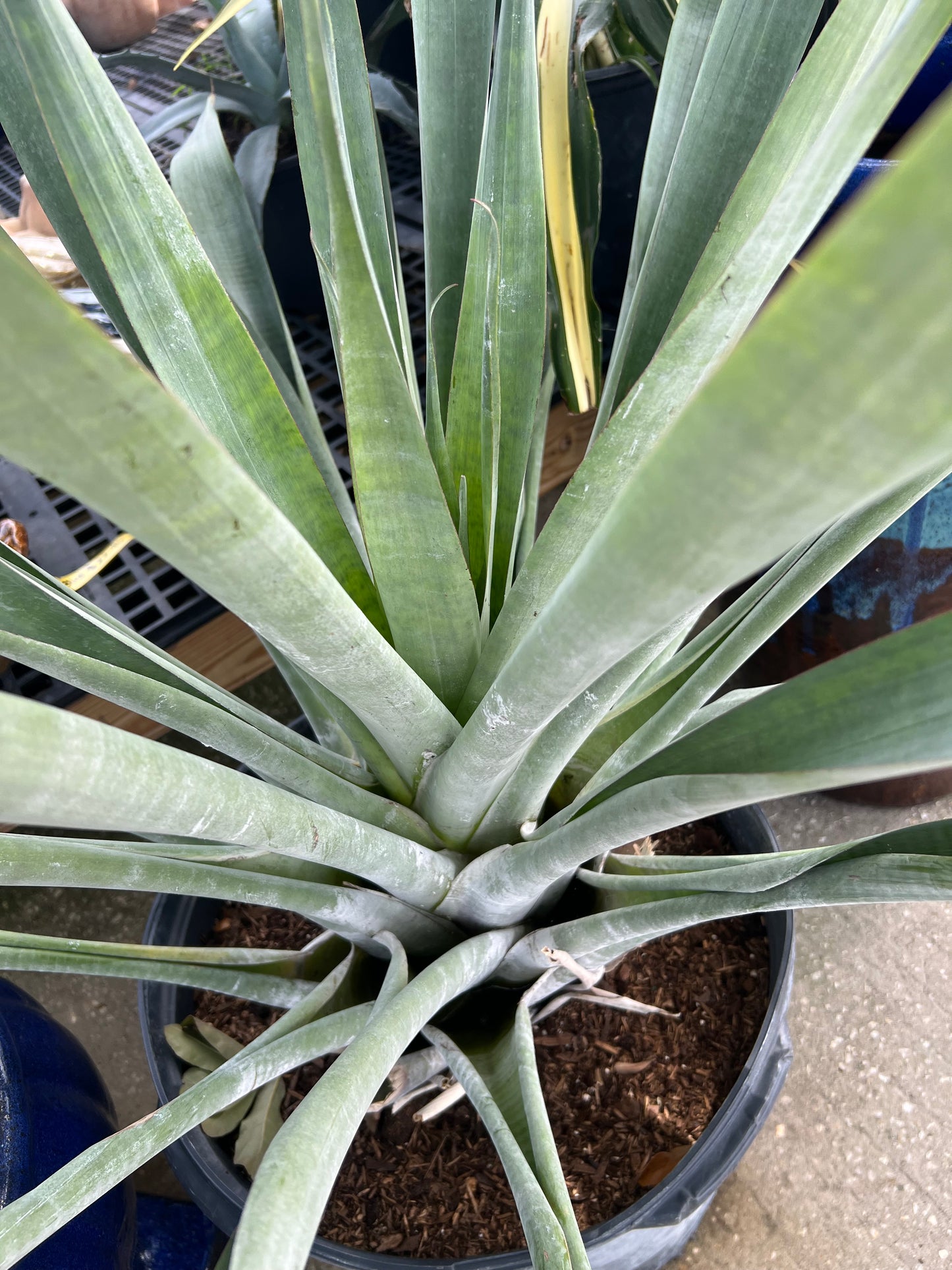 Brom Odorata Alcanterea(Full Sun)