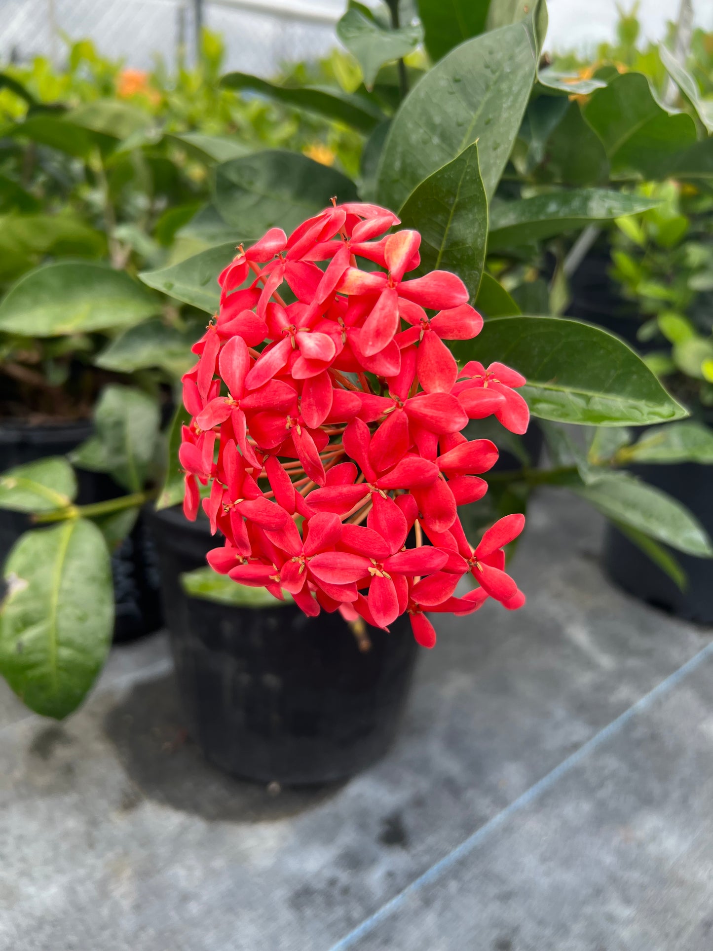 Ixora