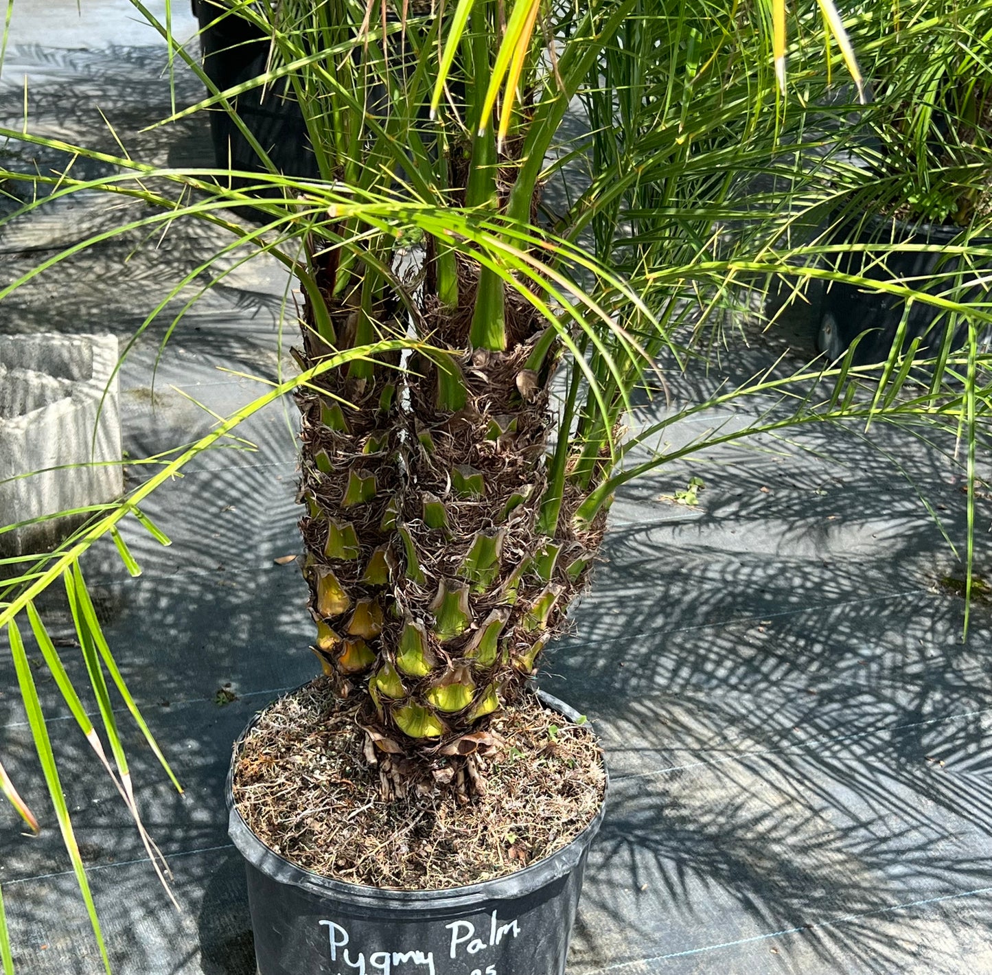 Roebelenii (Pygmy Date) Palms