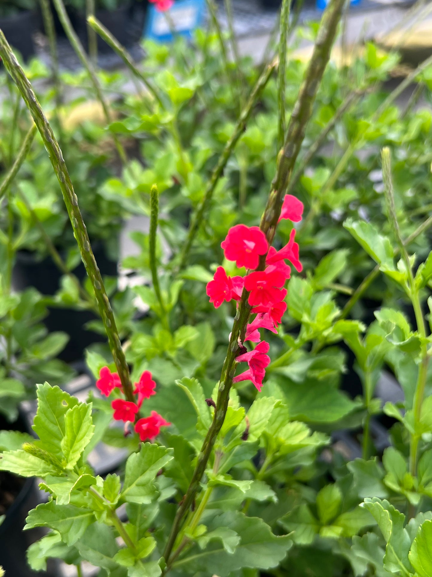 Porterweed