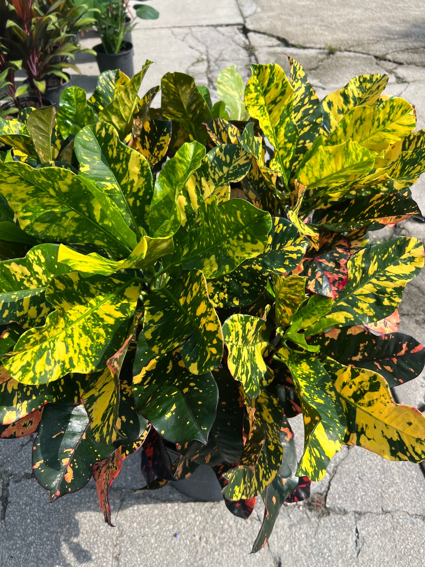 Croton Magnificent