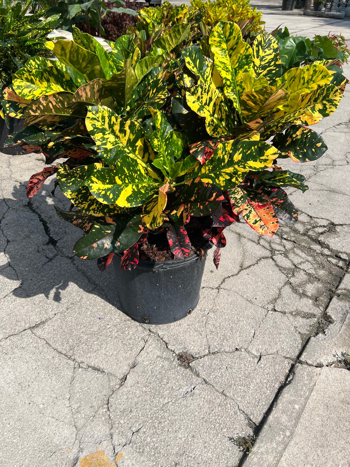 Croton Magnificent