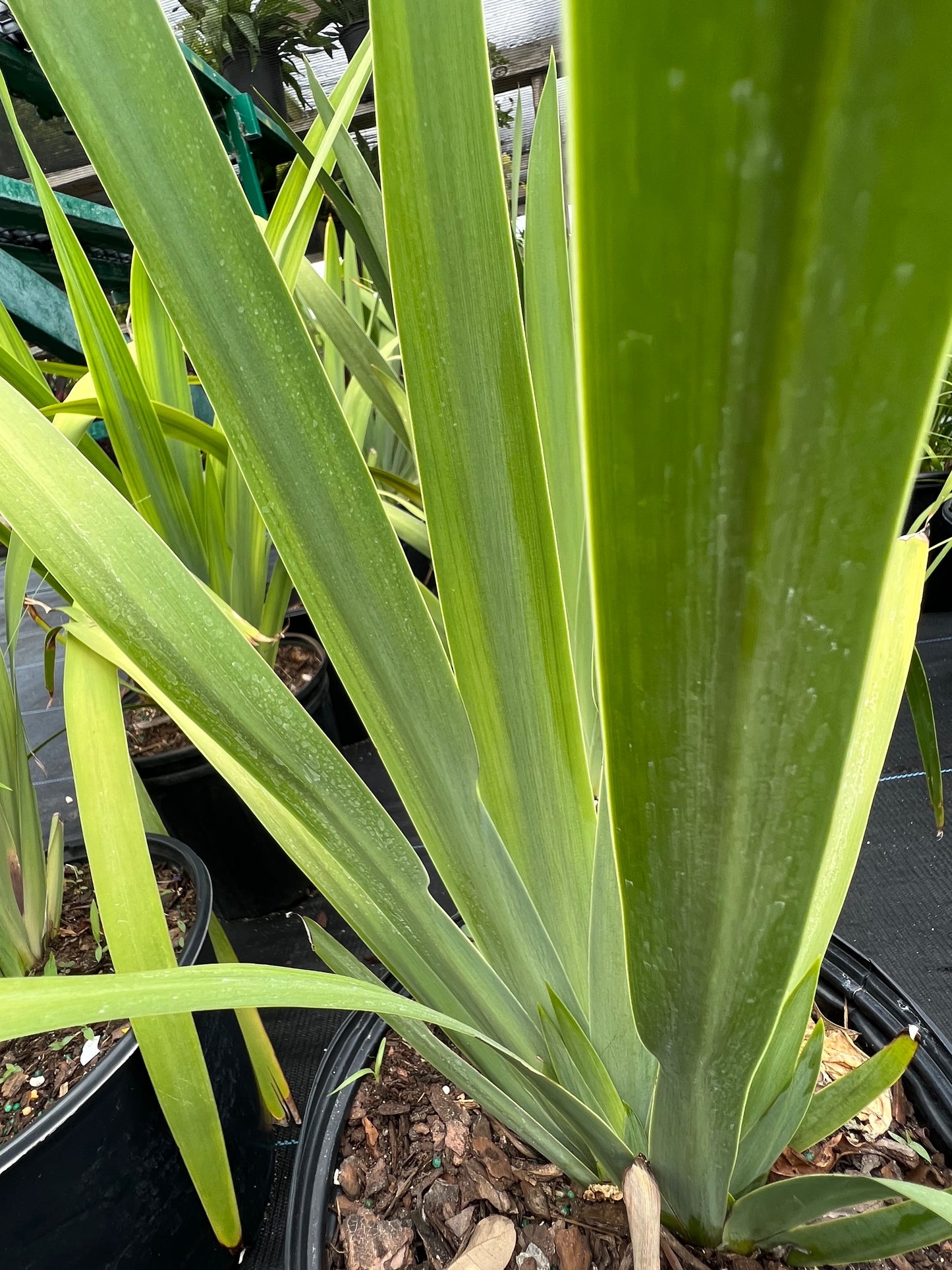 Iris Apostles-1G-1 gal