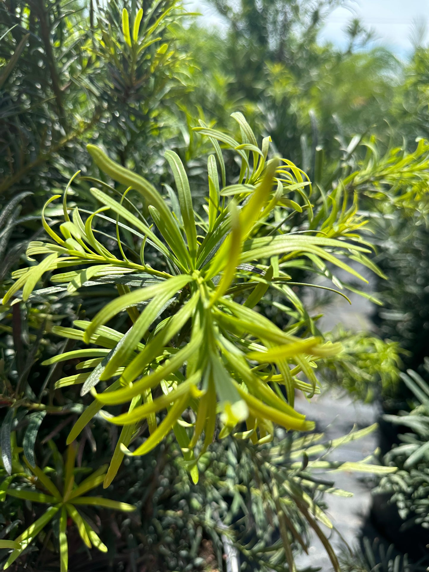Podocarpus Maki (macrophyllus)