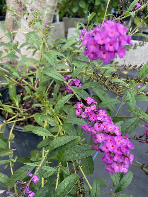 Buddleia Butterfly Bush