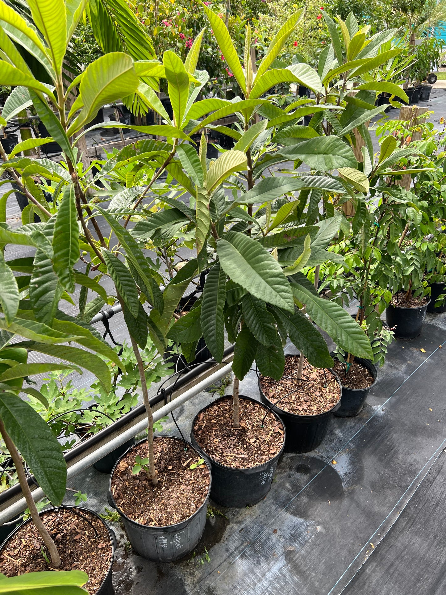 Loquat Tree