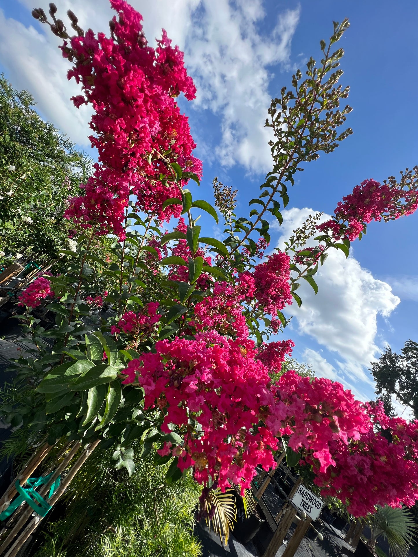 Crape Myrtle 15G