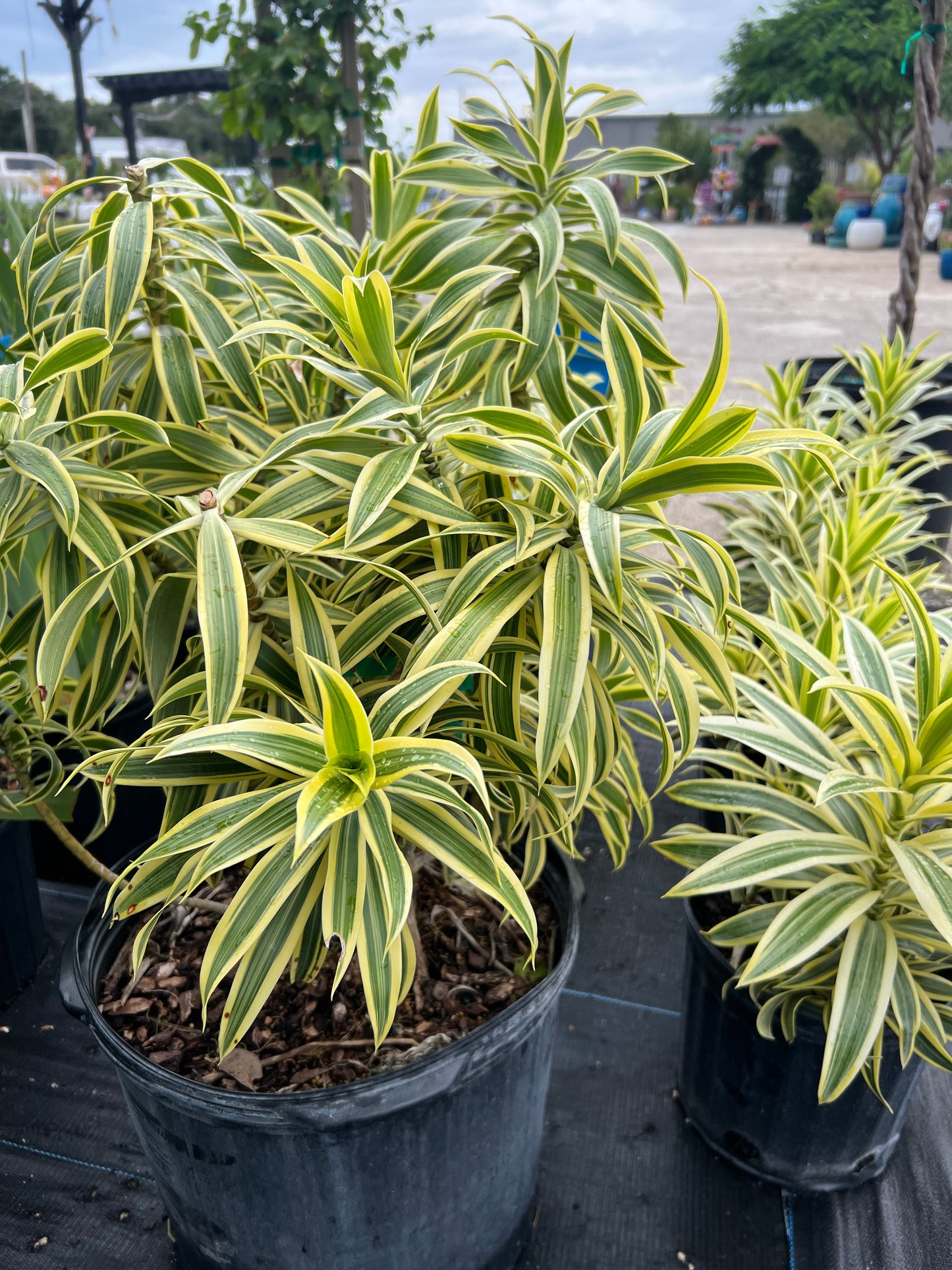 Song of India (Dracaena reflexa)