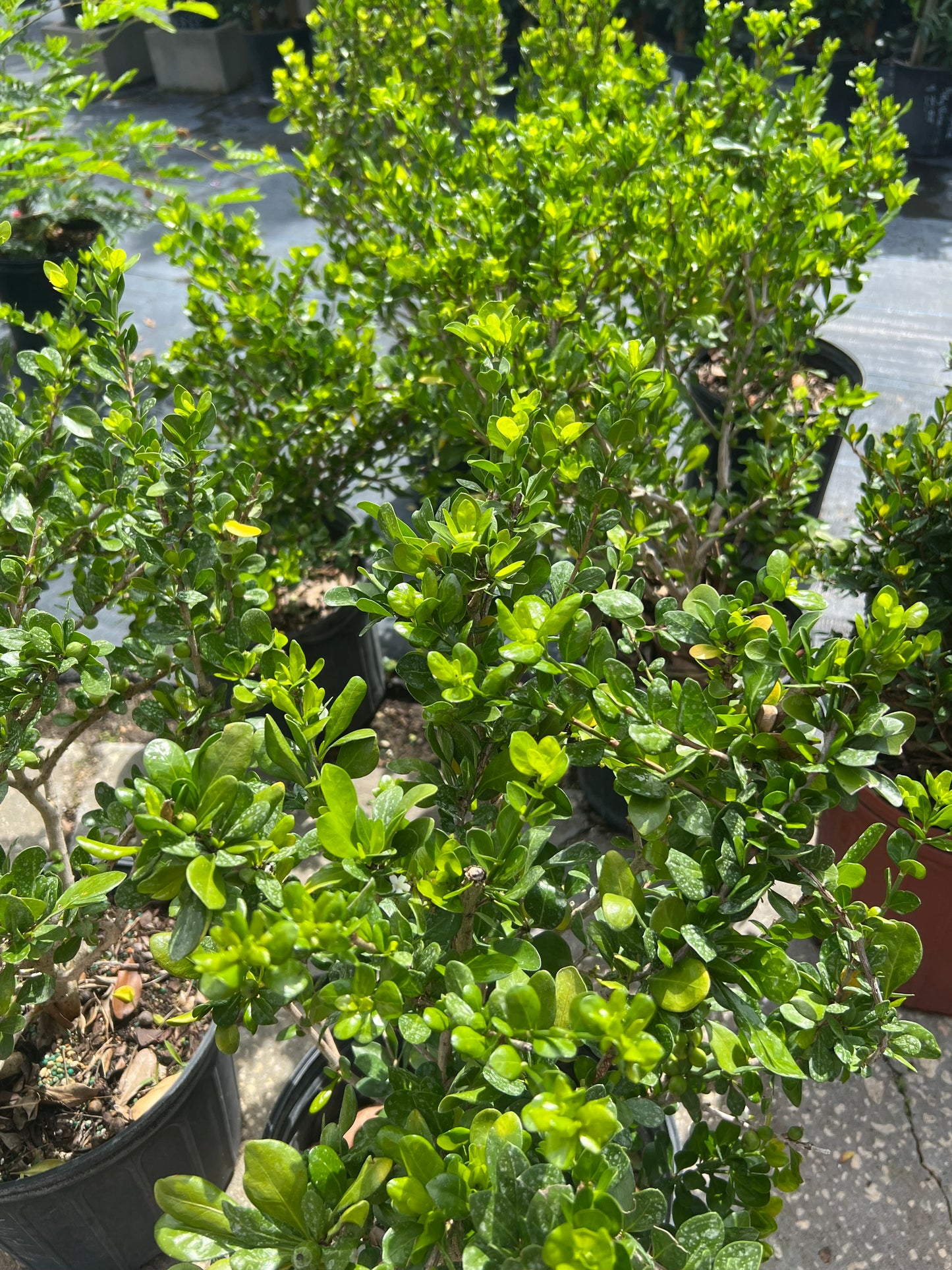 White Indigo Berry N 3G