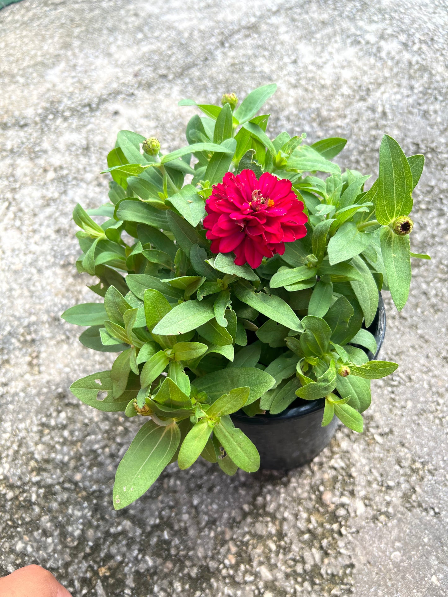 Zinnia 1G