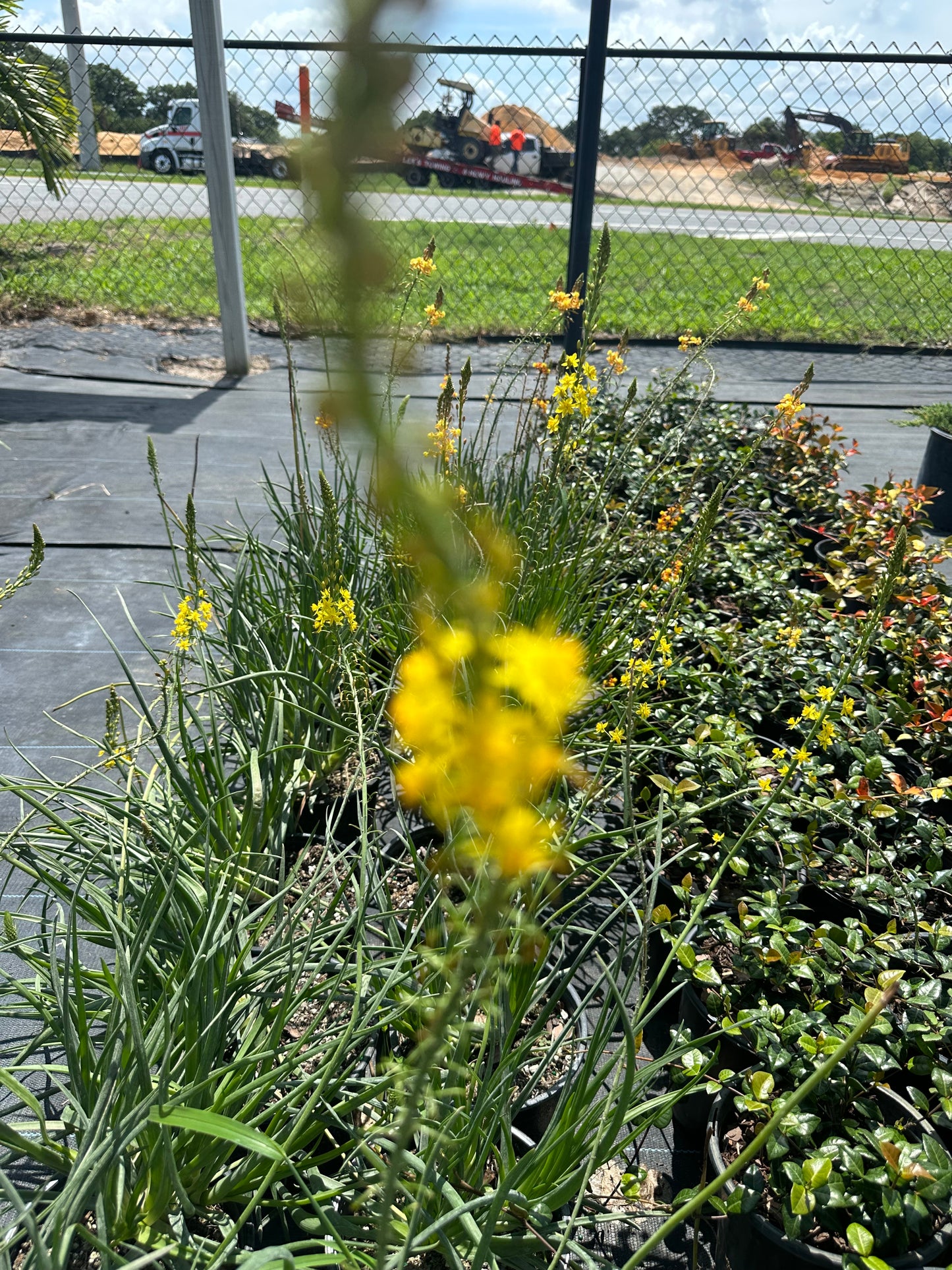 Bulbine