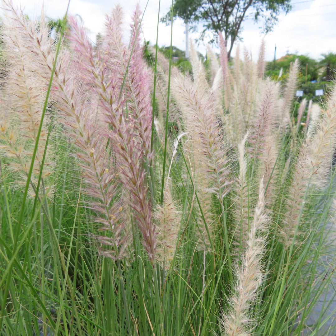 Grass Fountain White