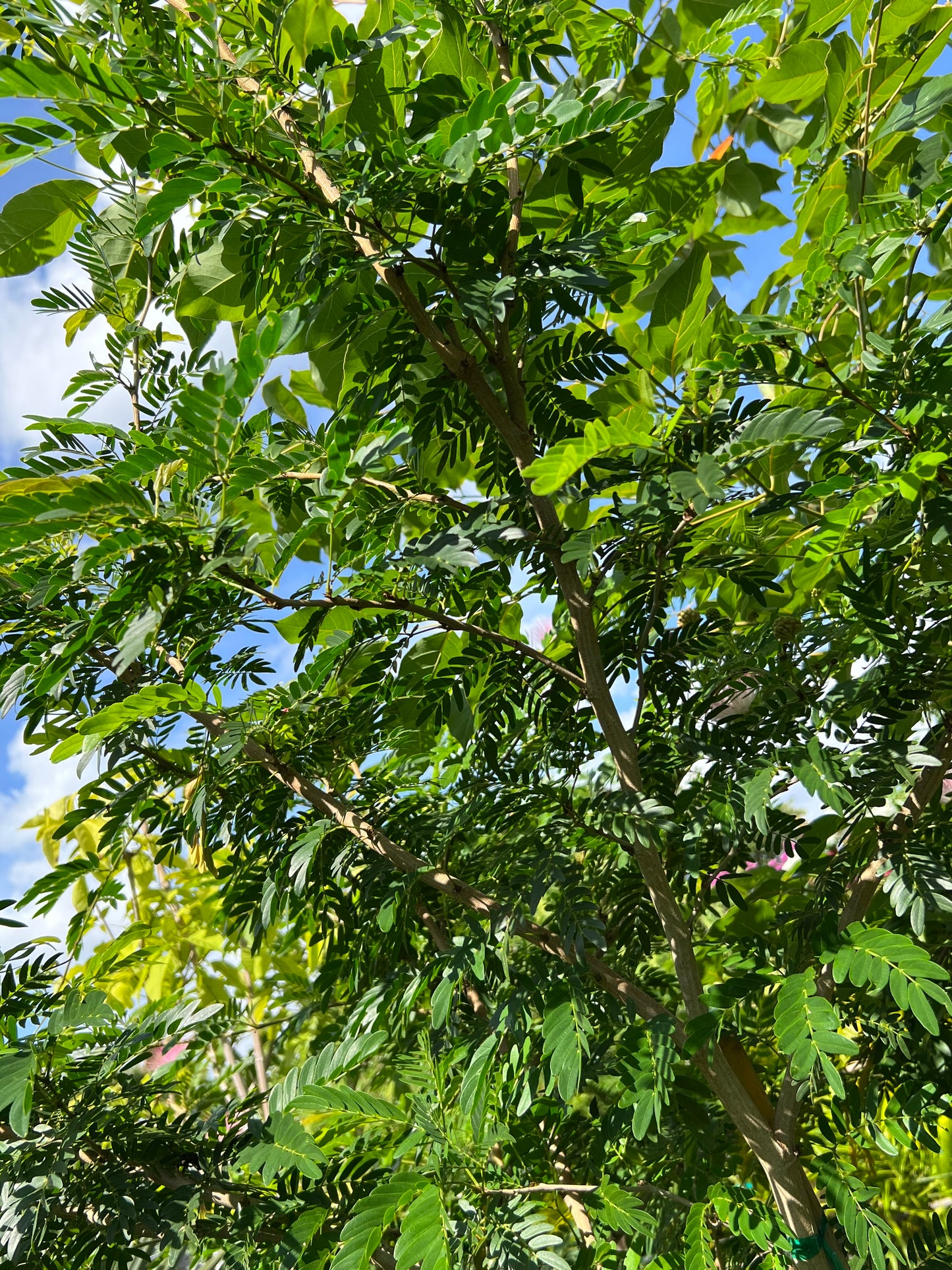 Powderpuff Std Tree