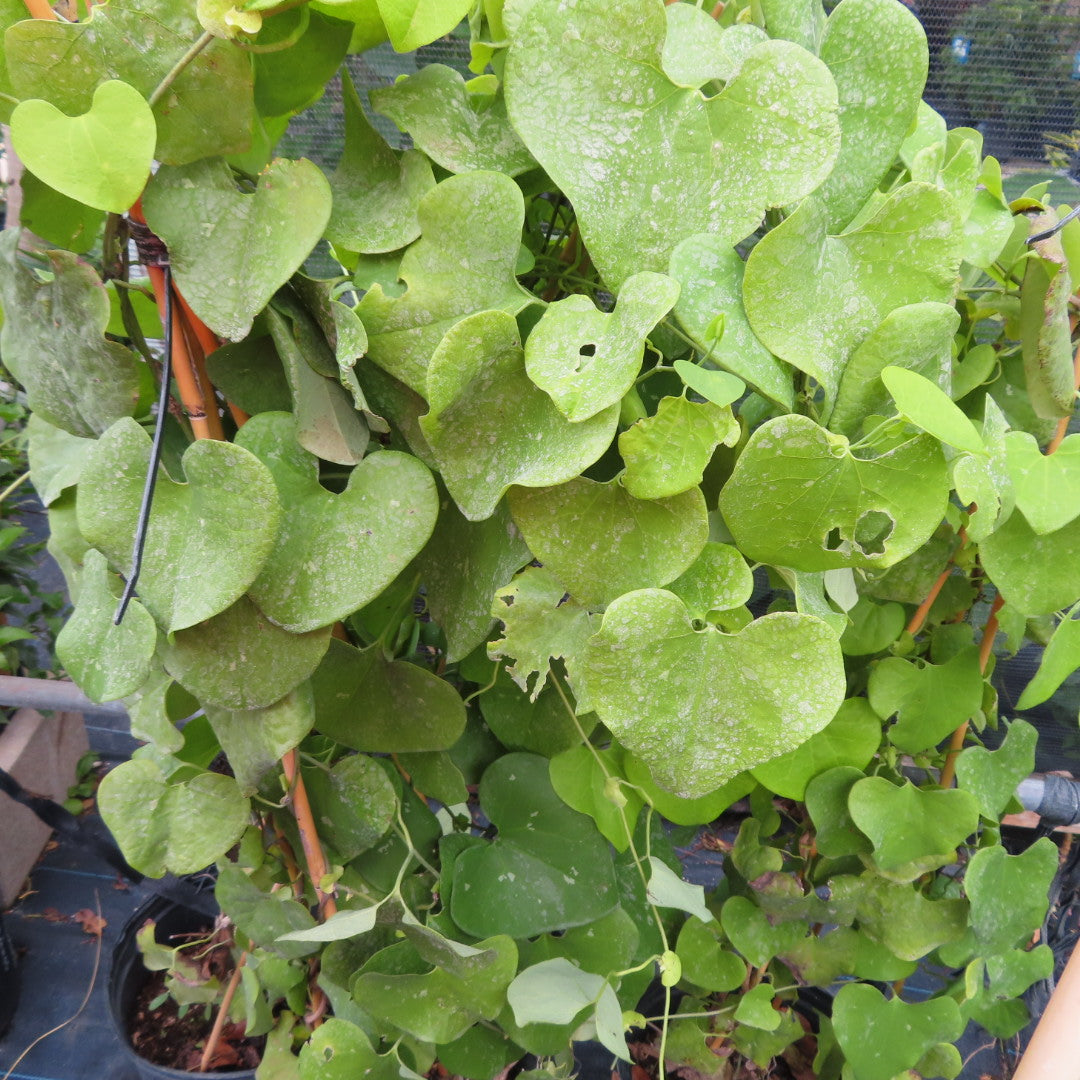 Dutchman's Pipe (Aristolochia macrophylla)