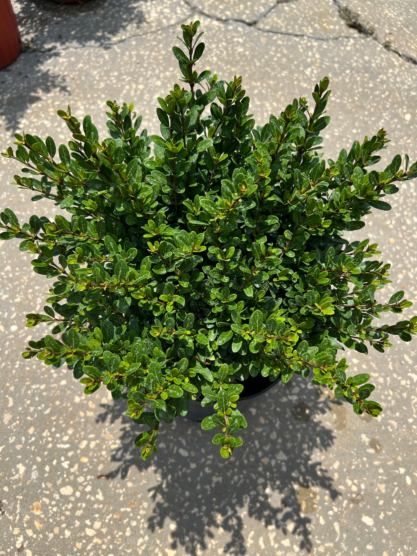 Viburnum Walter Whorled Class Dwf