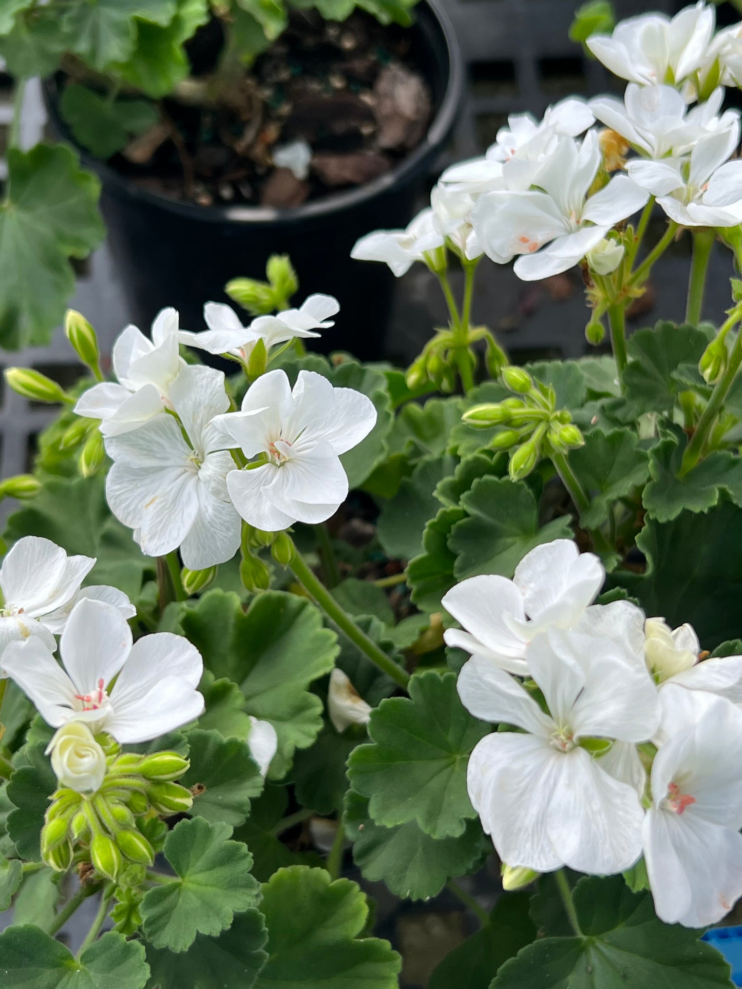 Geranium Variety 1G