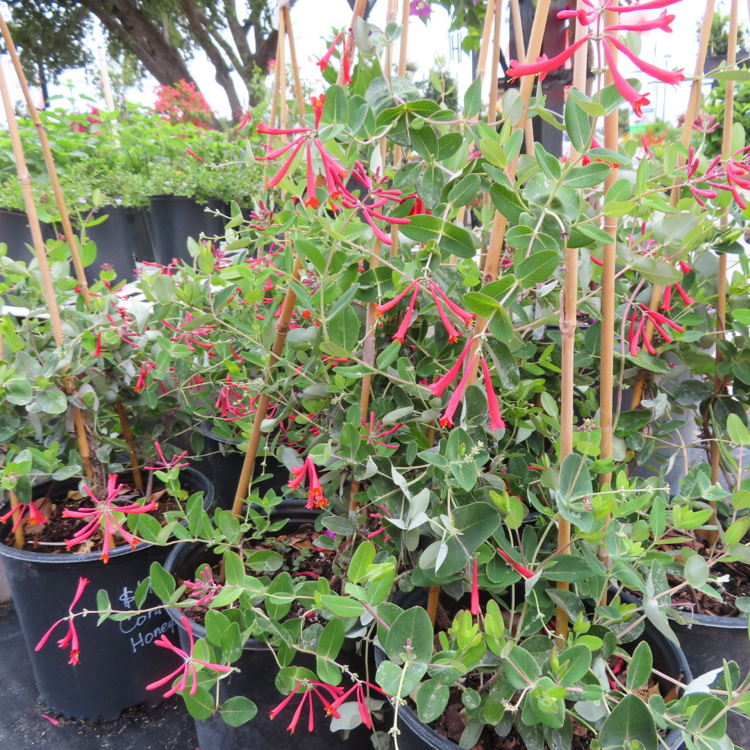 Coral Honeysuckle Vine