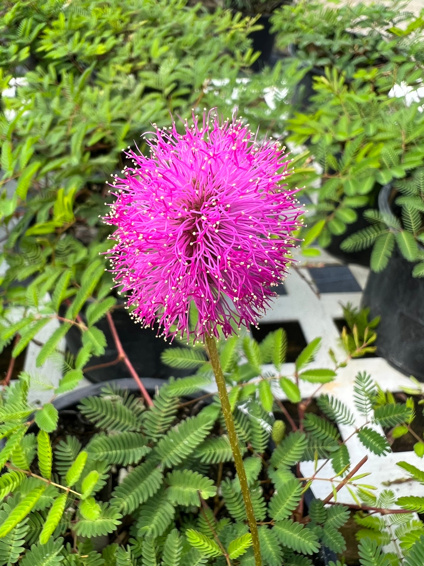Mimosa Sunshine (Strigillosa) N
