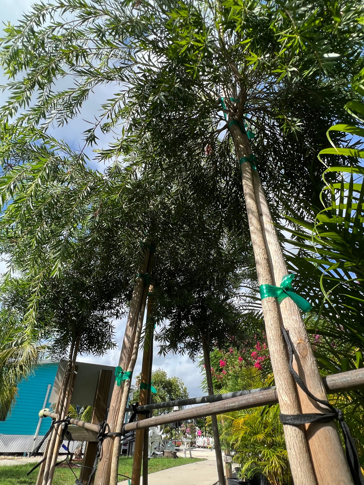 Bottlebrush Standard