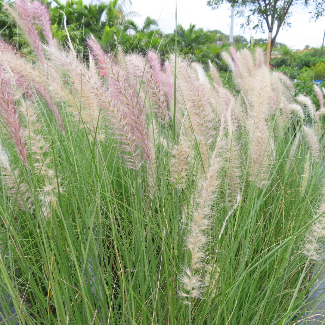 Grass Fountain White