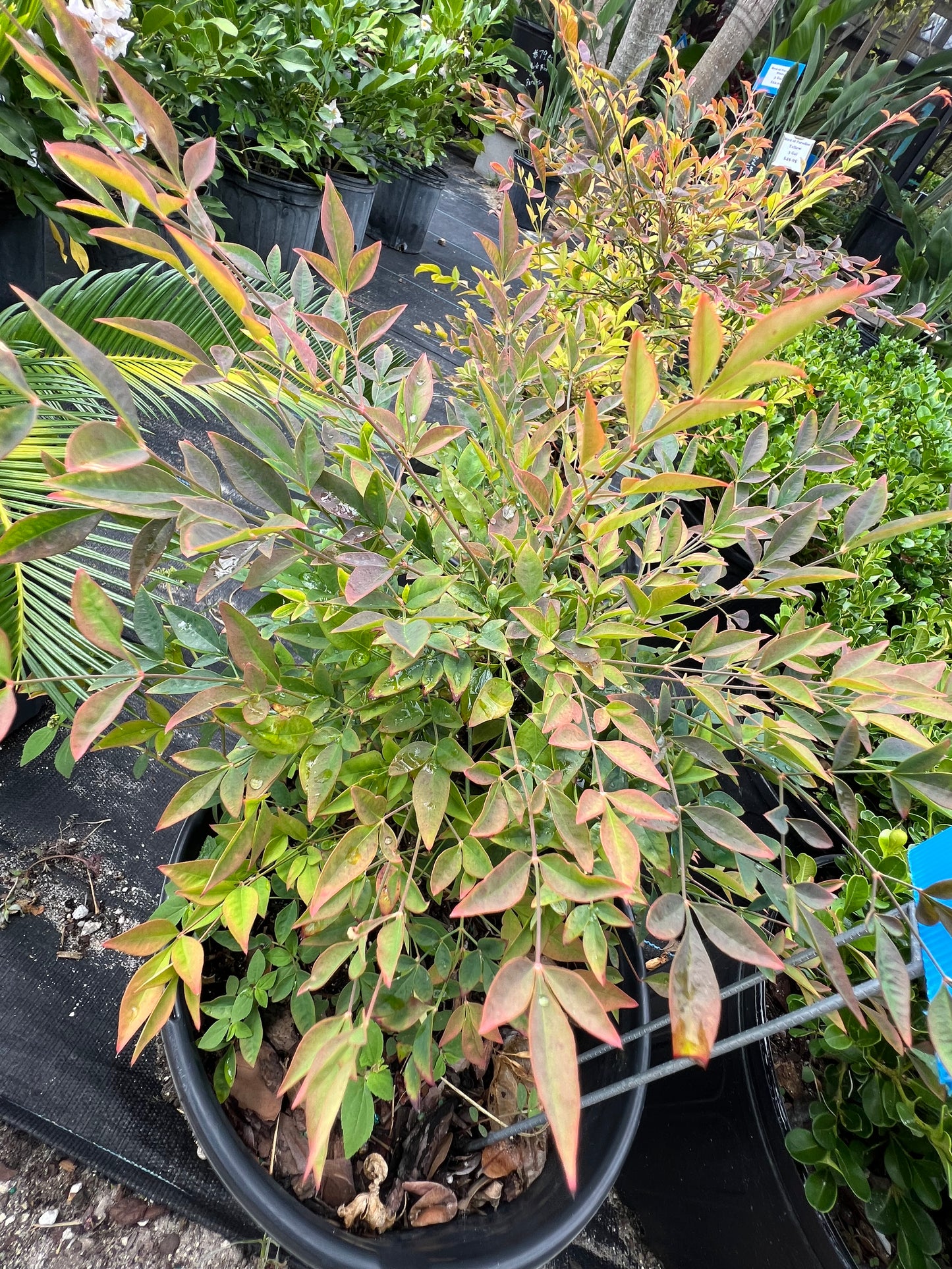 Nandina (Heavenly Bamboo)-3G-3 gal
