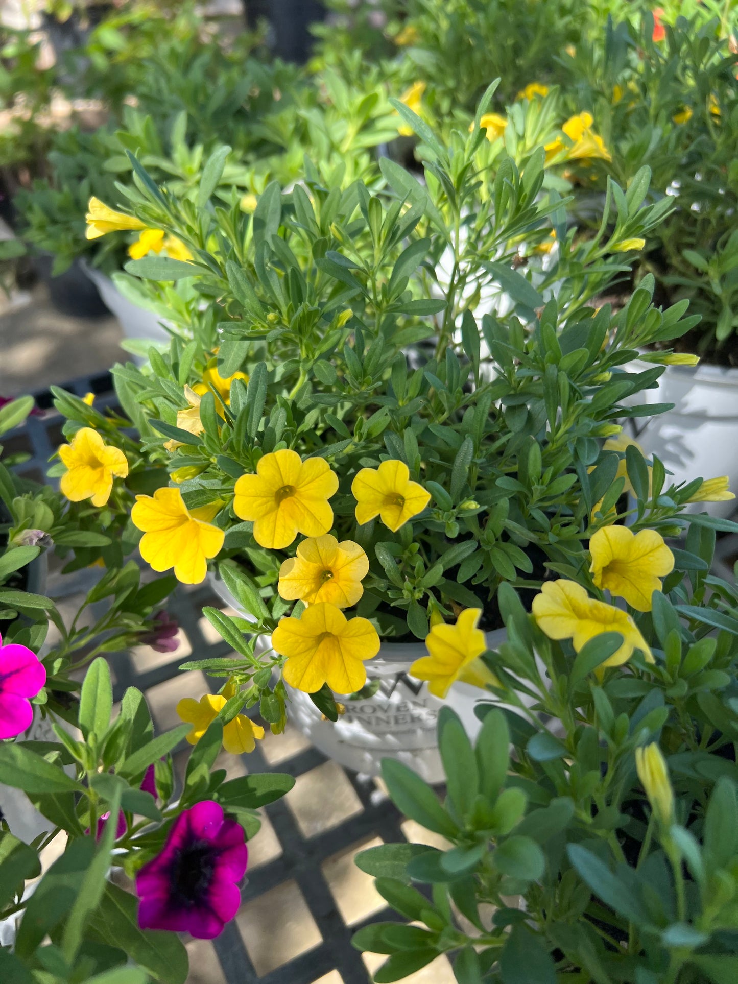 Calibrachoa