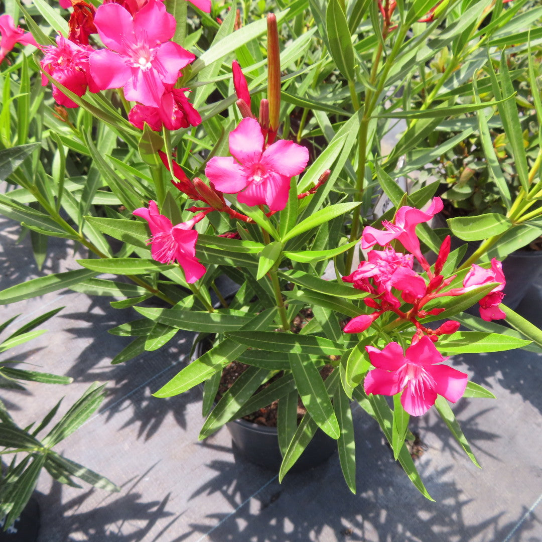 Oleander (Nerium)
