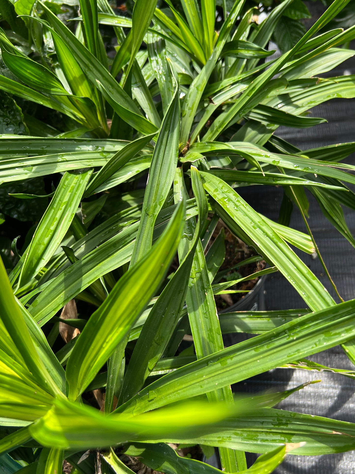 Dracaena Rikki-3G