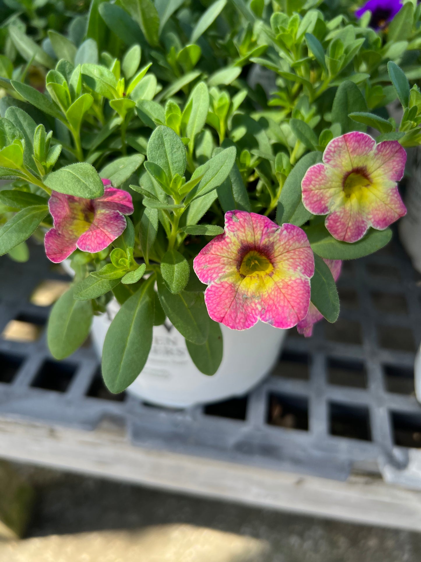 Calibrachoa